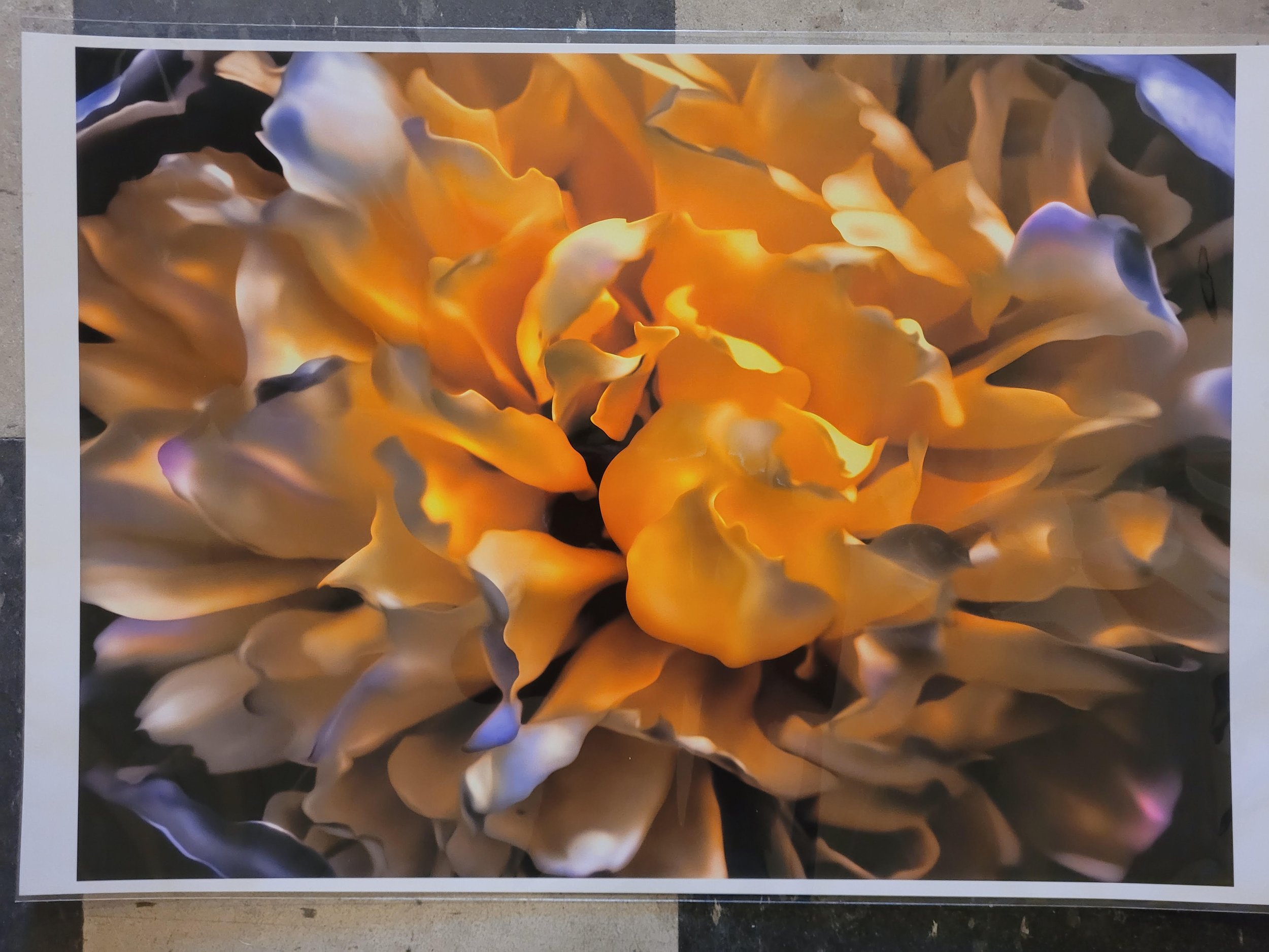  Joe Muir,  # 8,  From the Flower portfolio, 1/3, 2015-2020, Inkjet prints, 16 x 20 inches, $950. each (framed) 