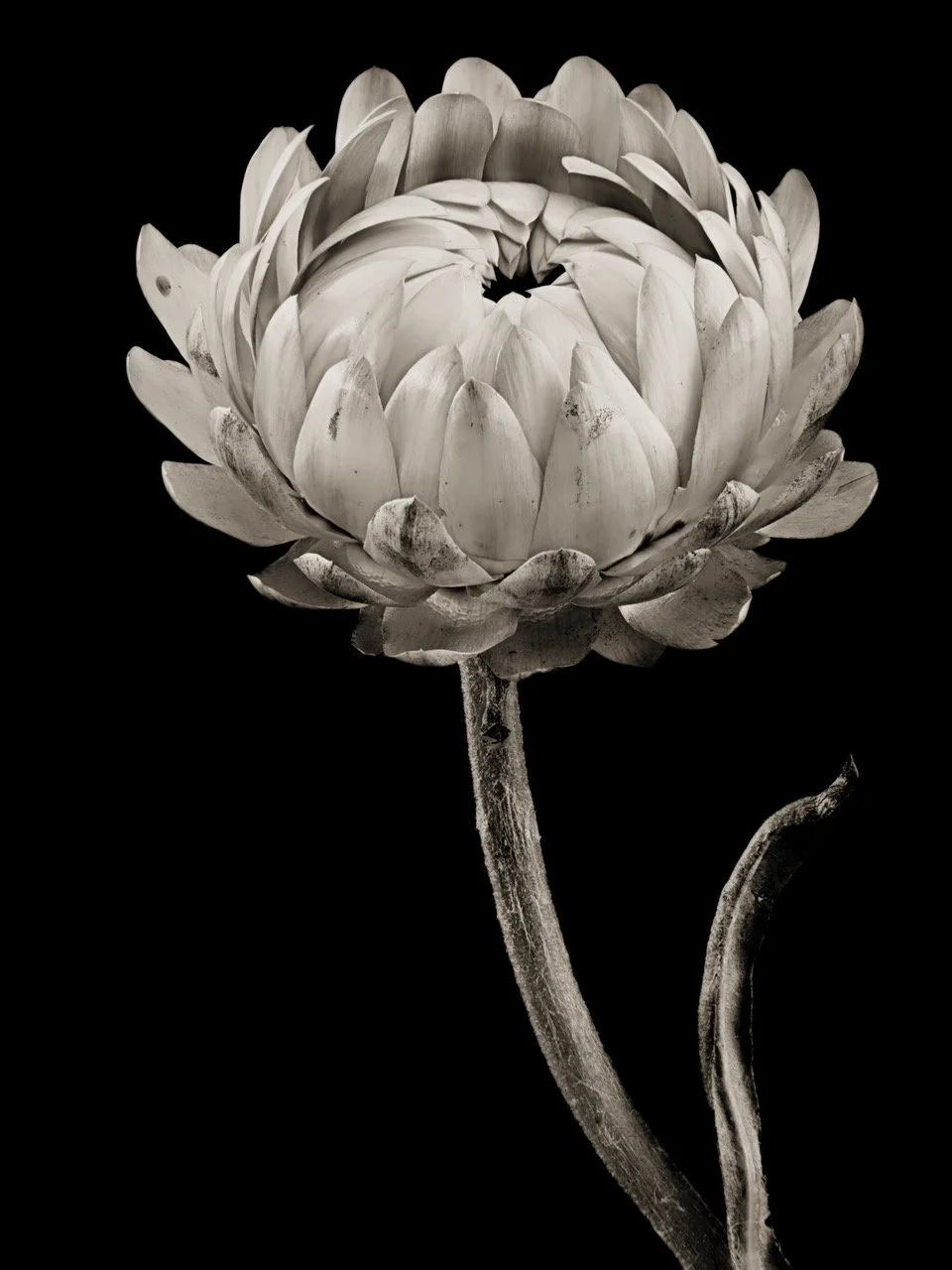 22-32-Coming Attraction (Anon.) ME 2021.jpeg