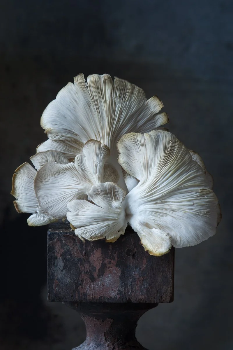 Lynn Karlin_Italian Oyster Mushroom copy.jpg