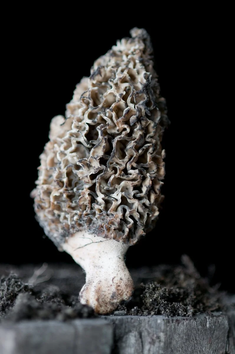 Lynn Karlin_Morel mushroom.jpg