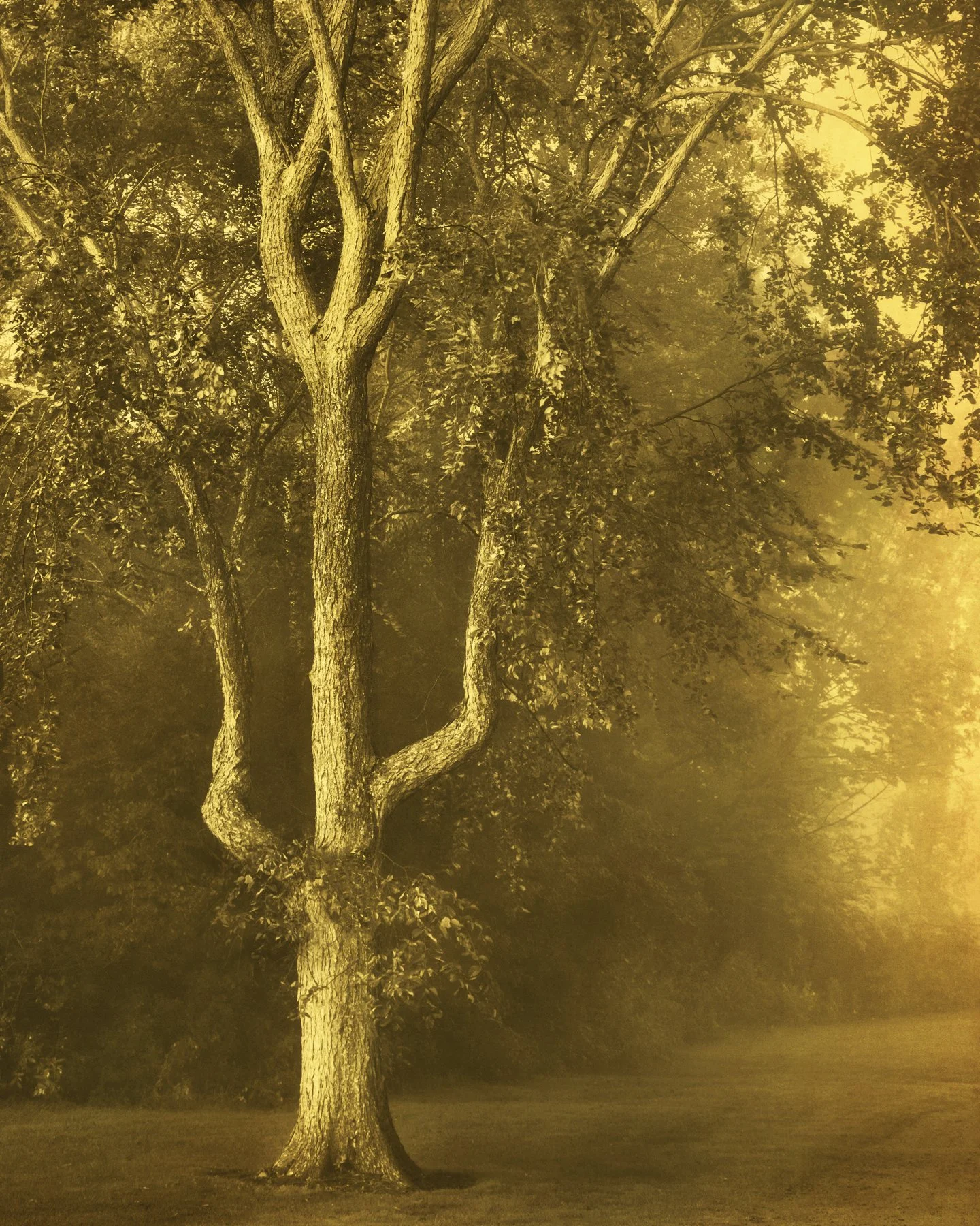 Joyce Tenneson, Ancient Tree, E.D, 2012, Inkjet print, 17 x 22 inches, $1,900.