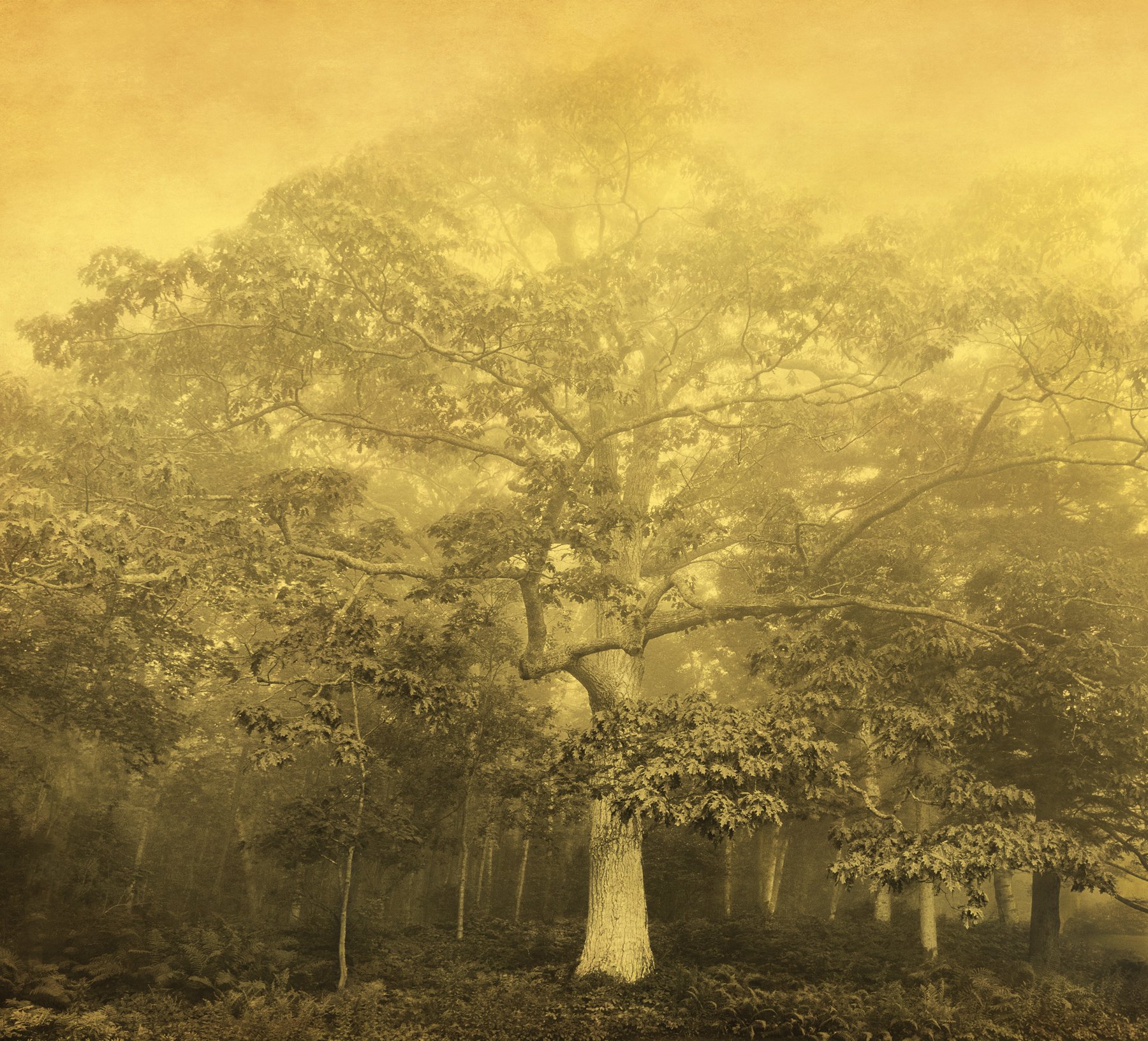 Joyce Tenneson, Wise Tree, 2012, Inkjet print, 17 x 22 inches, $1,900.