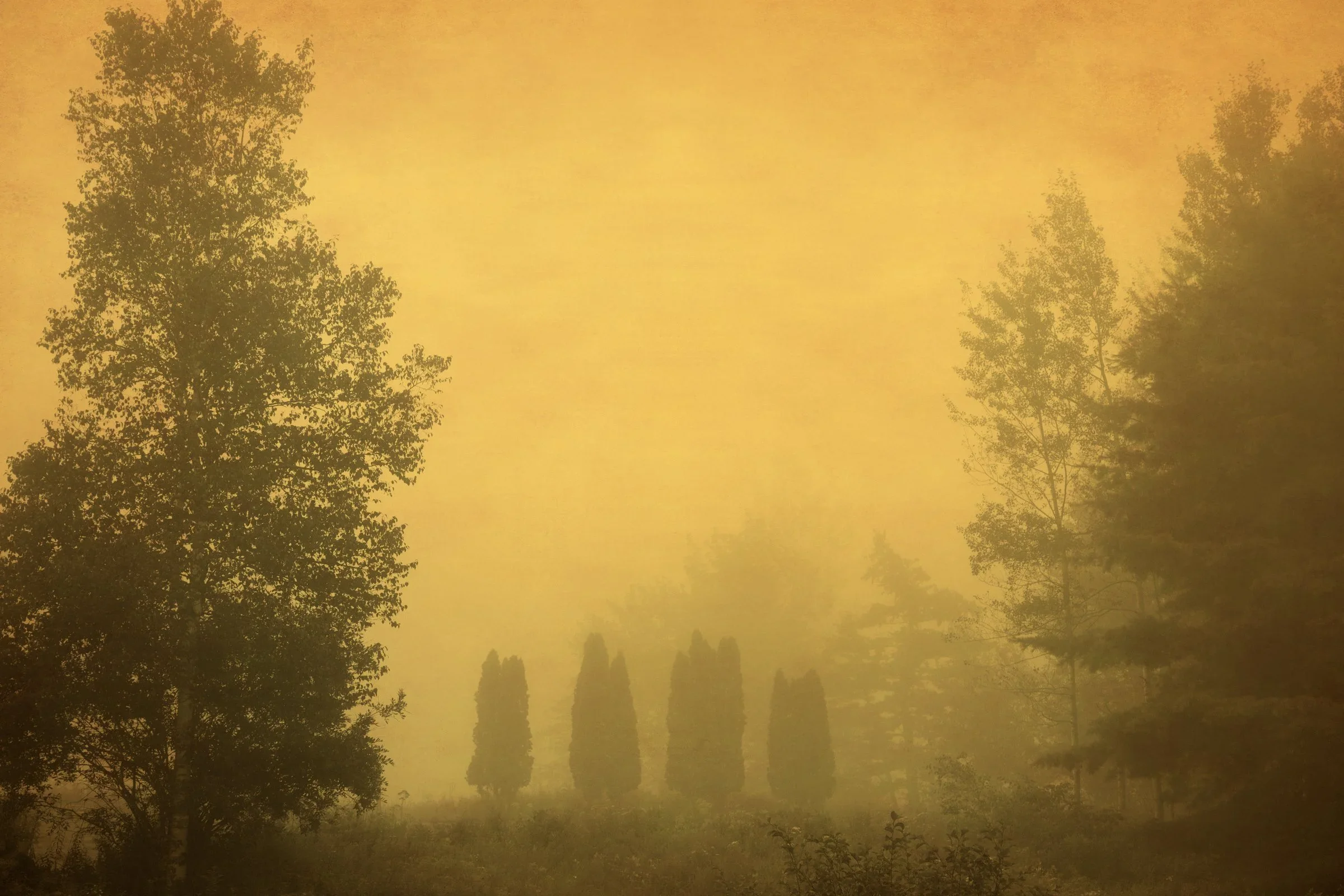 Joyce Tenneson, Faint Trees, E.D, 2012, Inkjet print, 17 x 22 inches, $1,900.