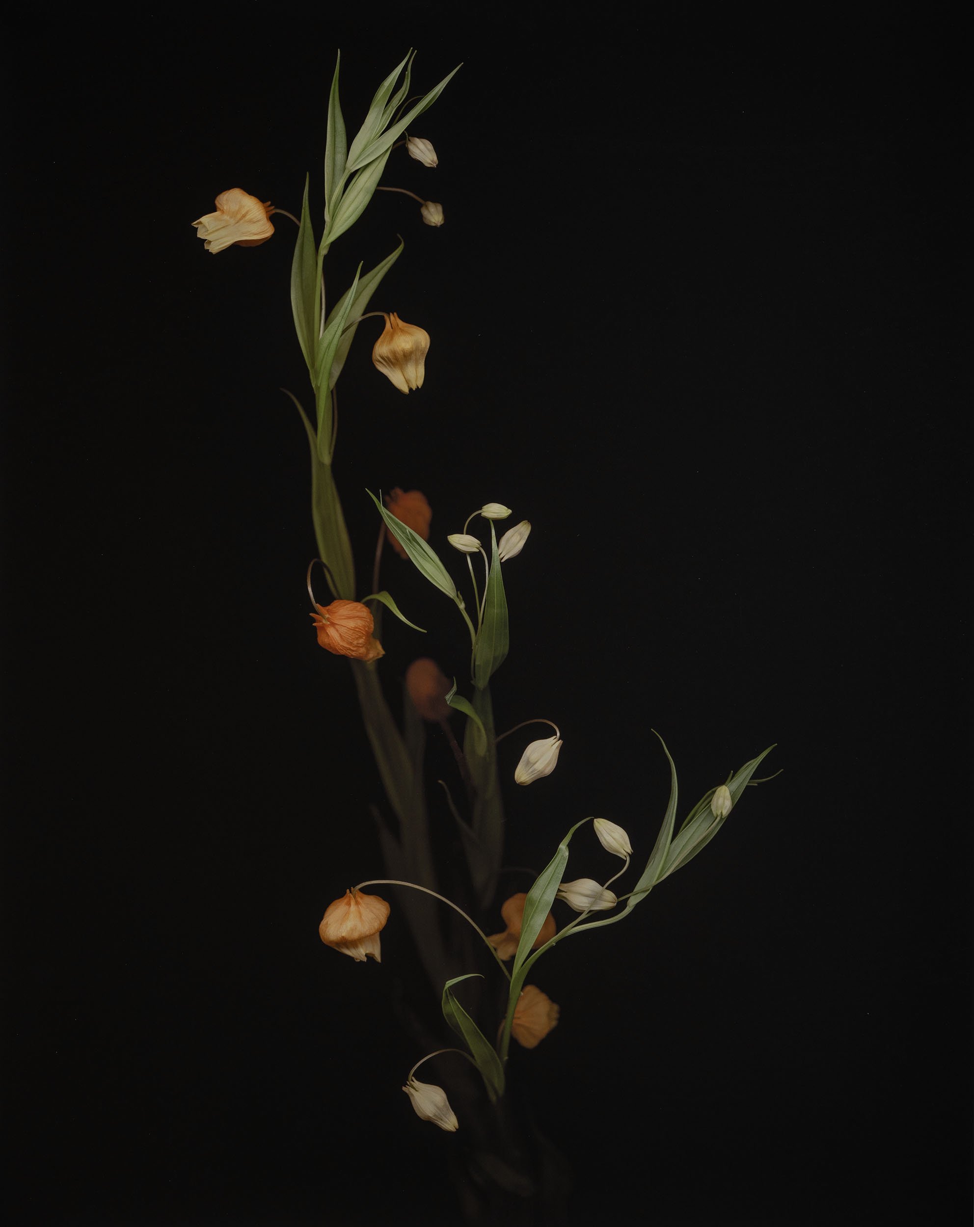 Joyce Tenneson, Colorful Lily of the Valley, E.D. N.D, Inkjet print, ? x ? inches, $  ?.