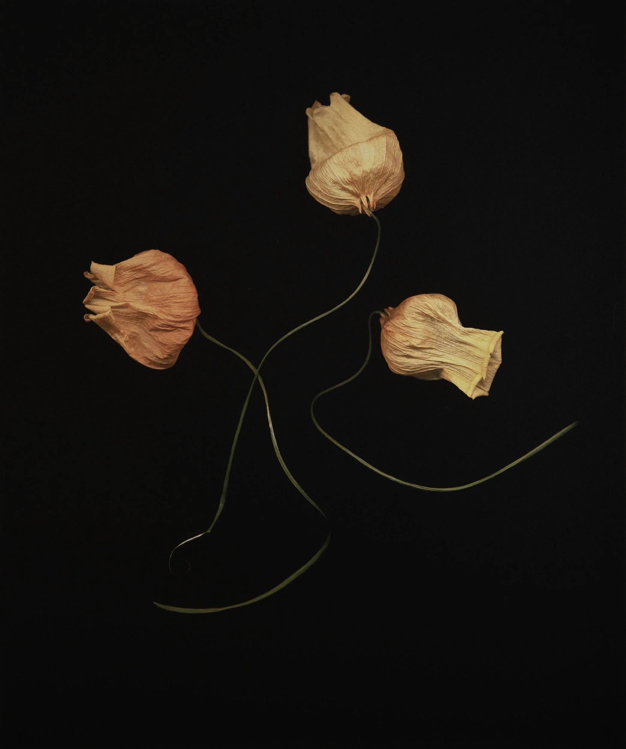 Joyce Tenneson, Bellflowers, 1/1. N.D, Inkjet print, 30 x 24 inches, $ 8,000.