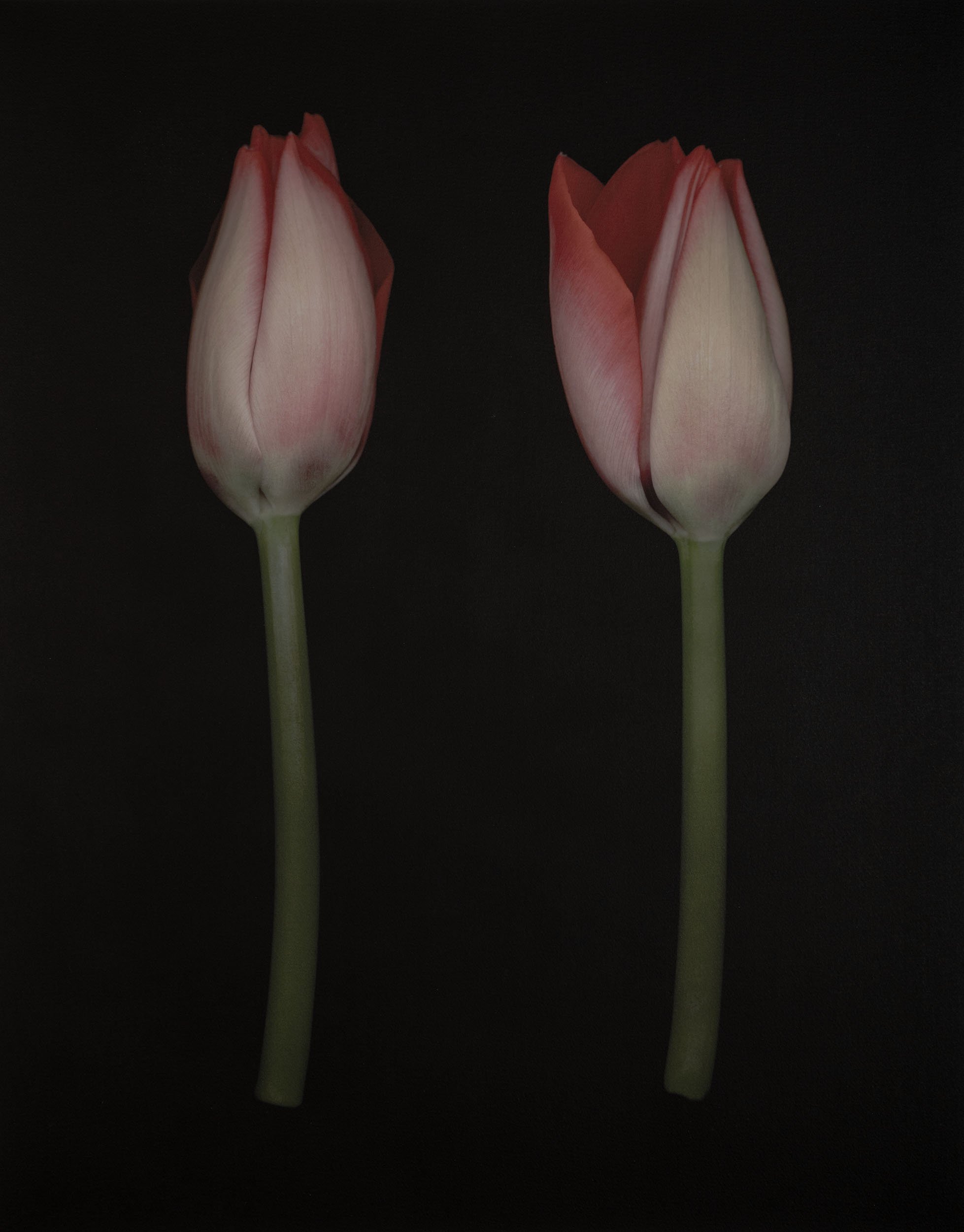 Joyce Tenneson, Tulips, 1/1. N.D, Inkjet print, 32 x 24 inches, $ 8,000.
