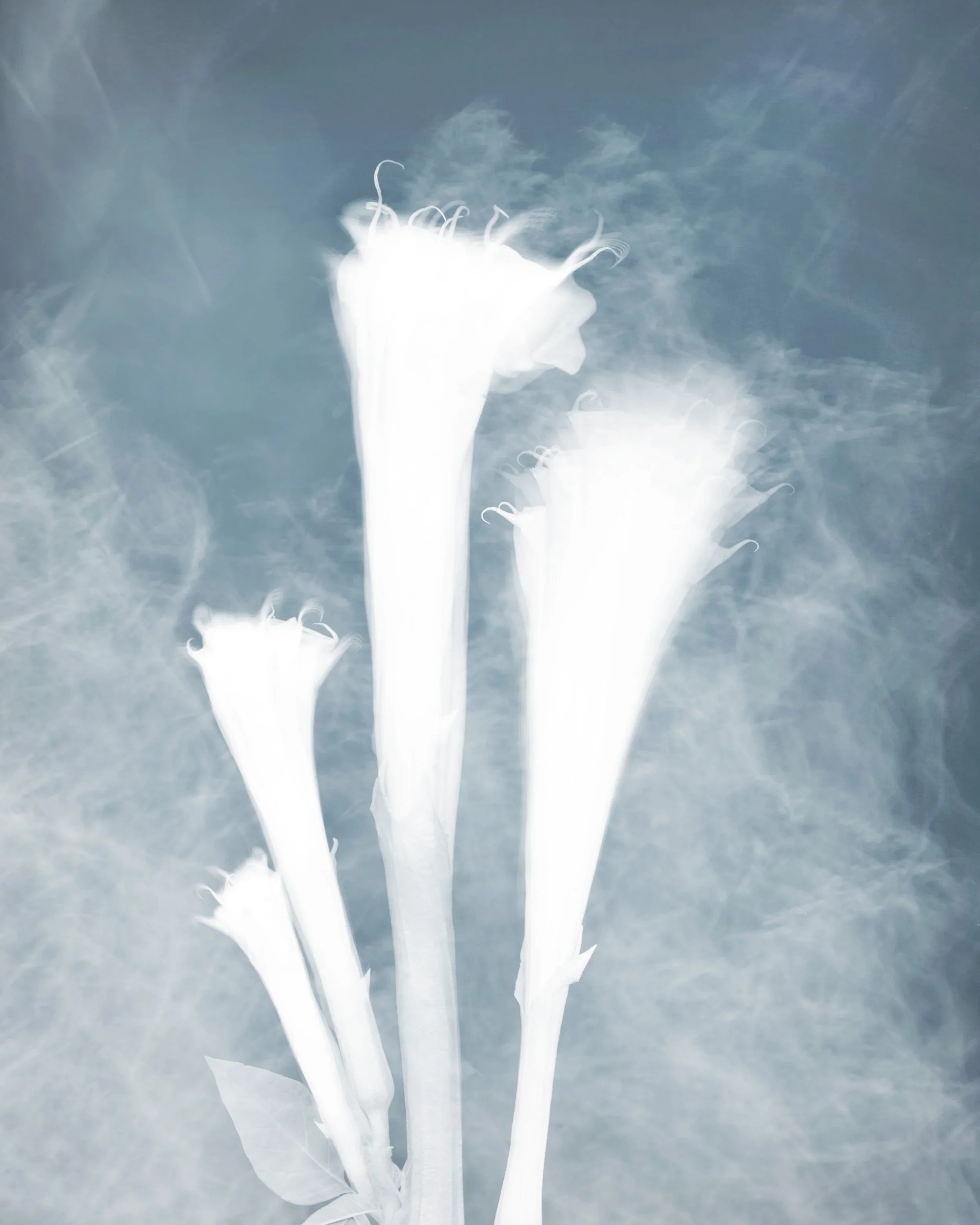 Joyce Tenneson, Luminous Trumpets, 1/10, 2021, Inkjet print, 22 x 17 inches, $1,900.