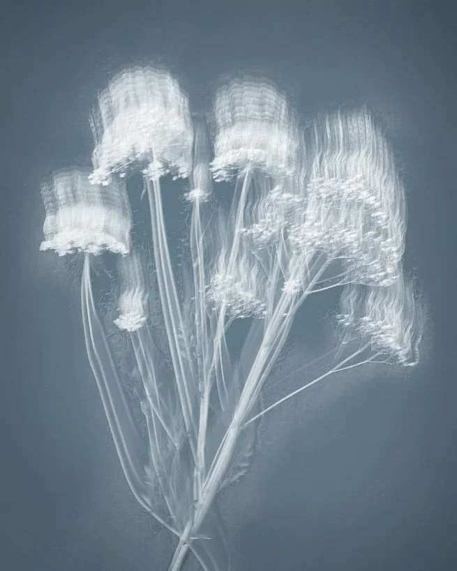 Joyce Tenneson, Queen Anne's, 1/10, 2021, Inkjet print, 22 x 17 inches, $1,900.