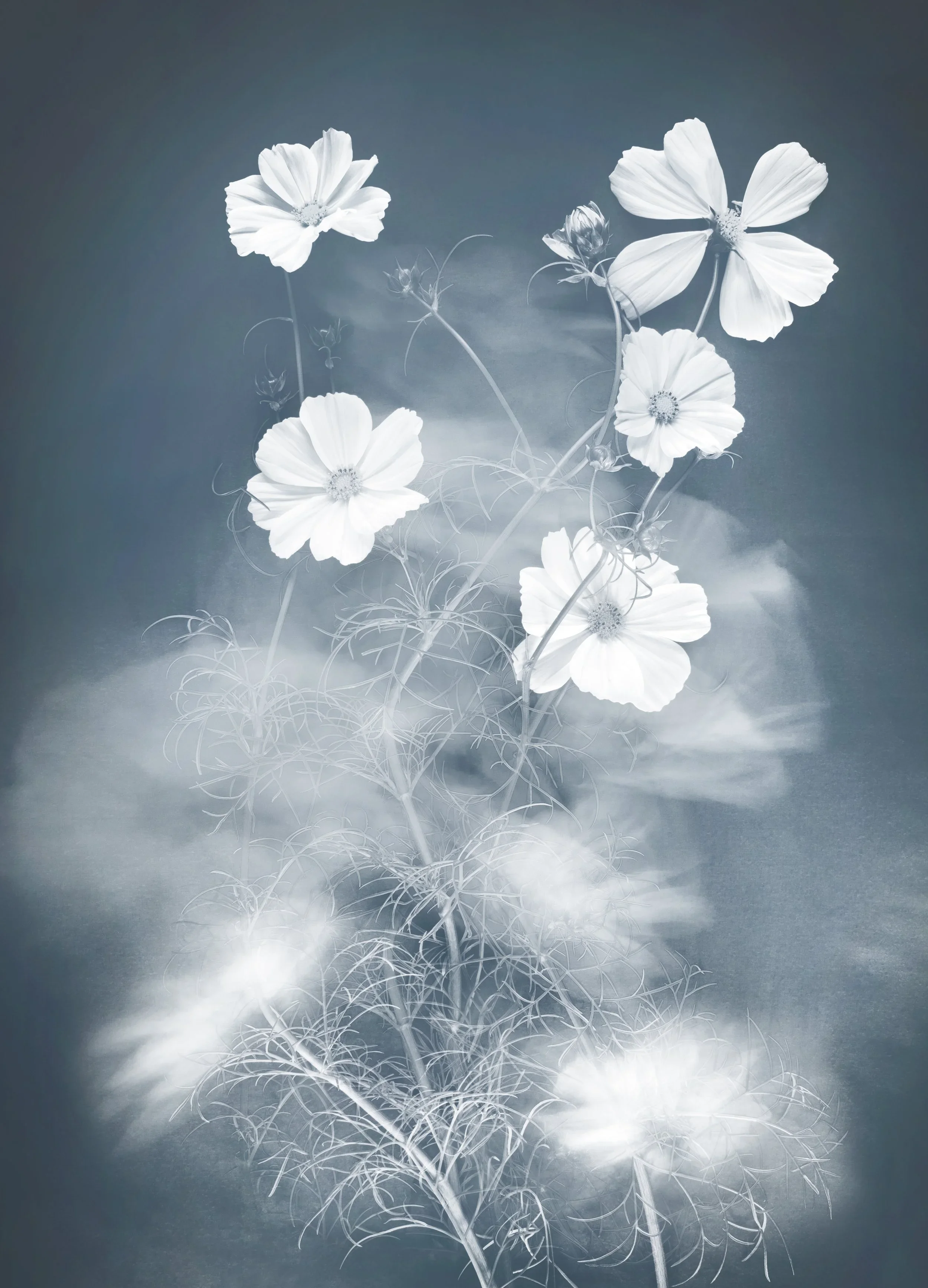 Joyce Tenneson, Cosmos, 1/10, 2021, Inkjet print, 22 x 17 inches, $1,900.