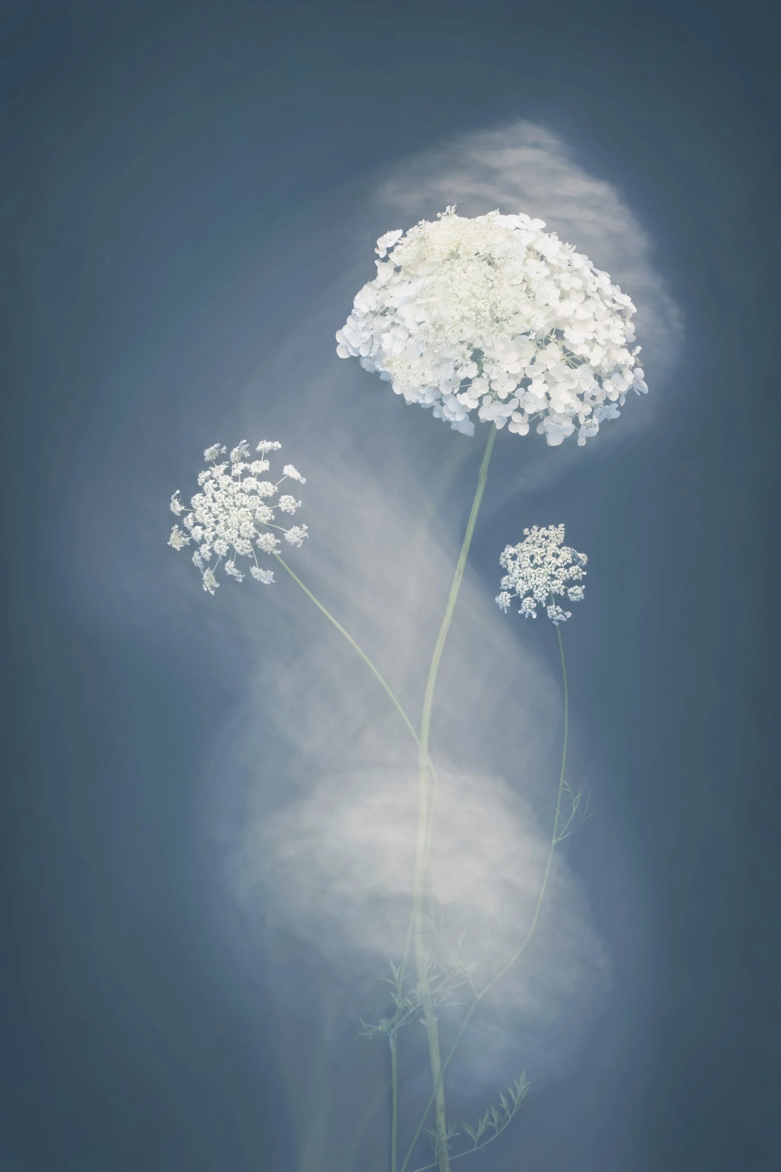 Joyce Tenneson, Hydrangea Dance, 1/10, 2021, Inkjet print, 22 x 17 inches, $1,900.