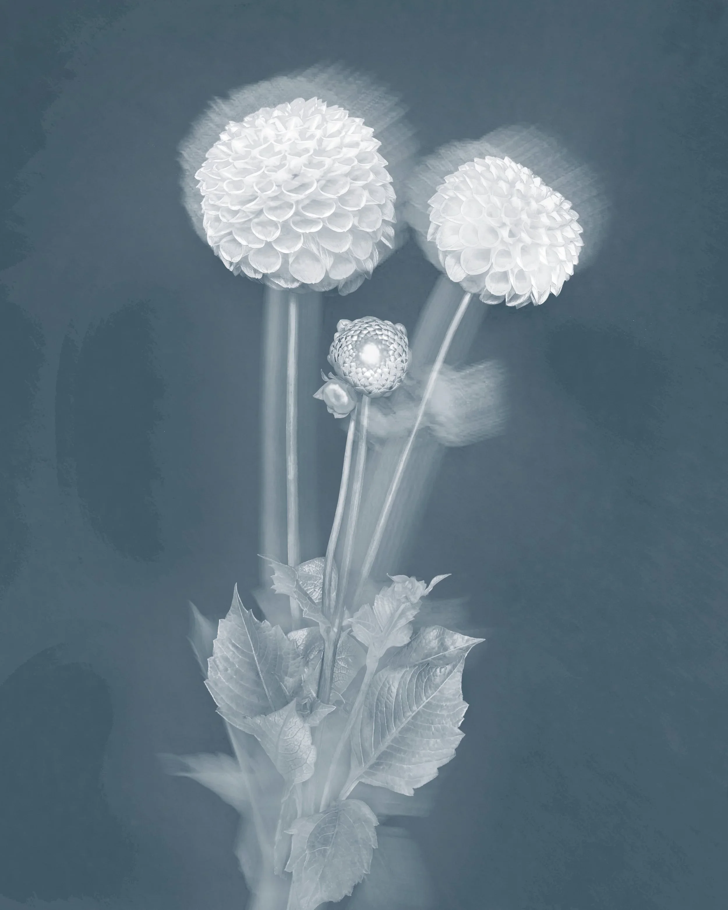 Joyce Tenneson, Pom Pom Dahlias, 1/10, 2021, Inkjet print, 22 x 17 inches, $1,900.