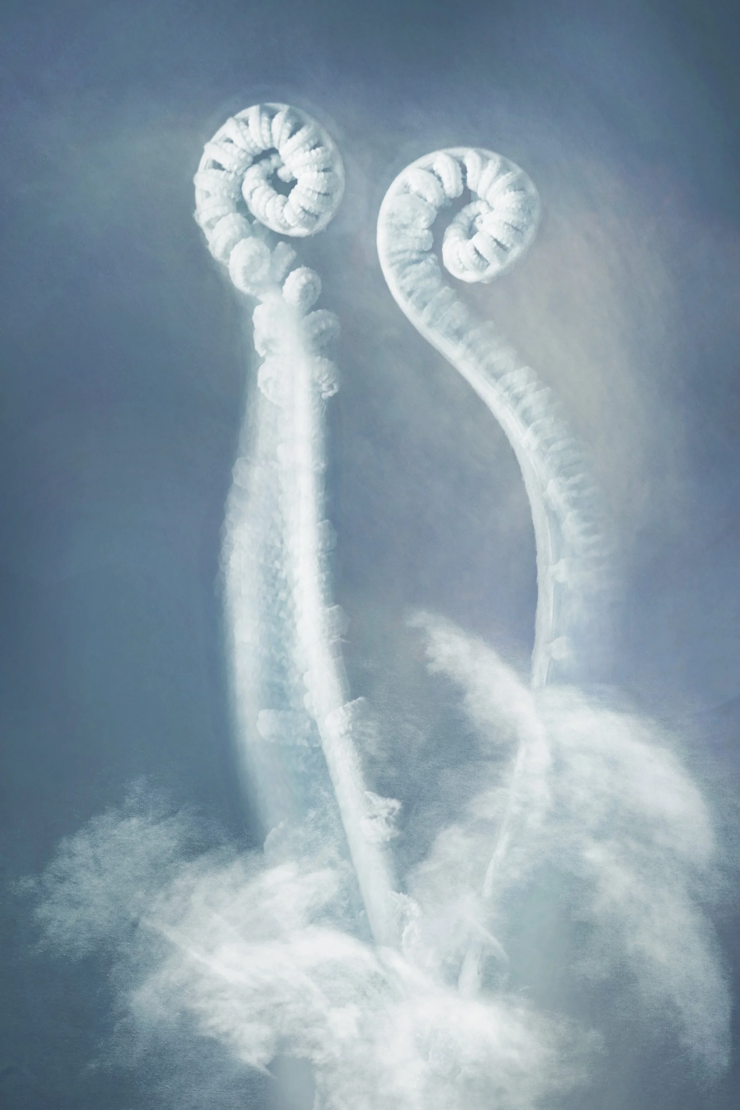 Joyce Tenneson, Fiddleheads, 1/10, 2021, Inkjet print, 22 x 17 inches, $1,900.