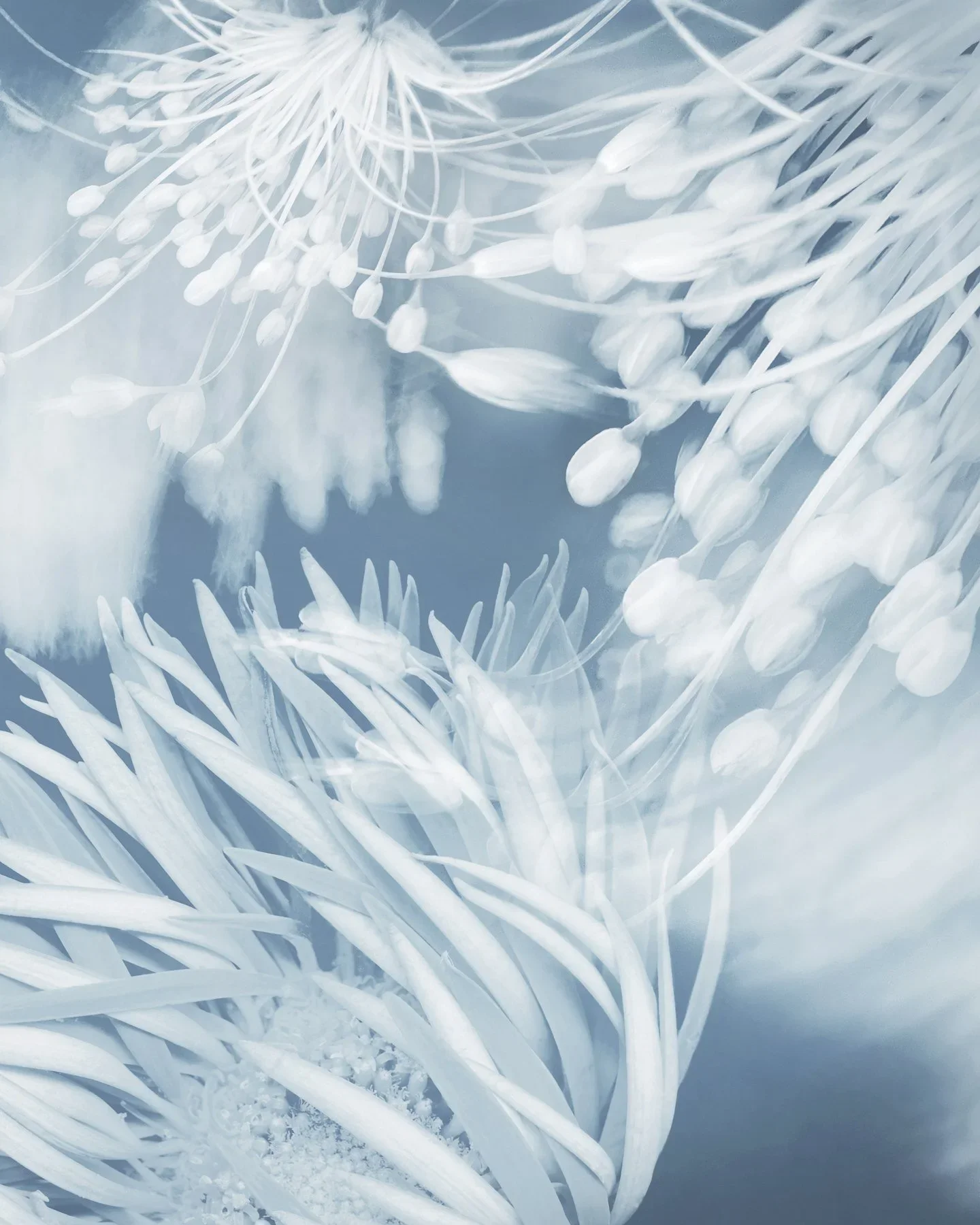 Joyce Tenneson, Gerbera Daisy &amp; Flowers, 1/10, 2021, Inkjet print, 22 x 17 inches, $1,900.