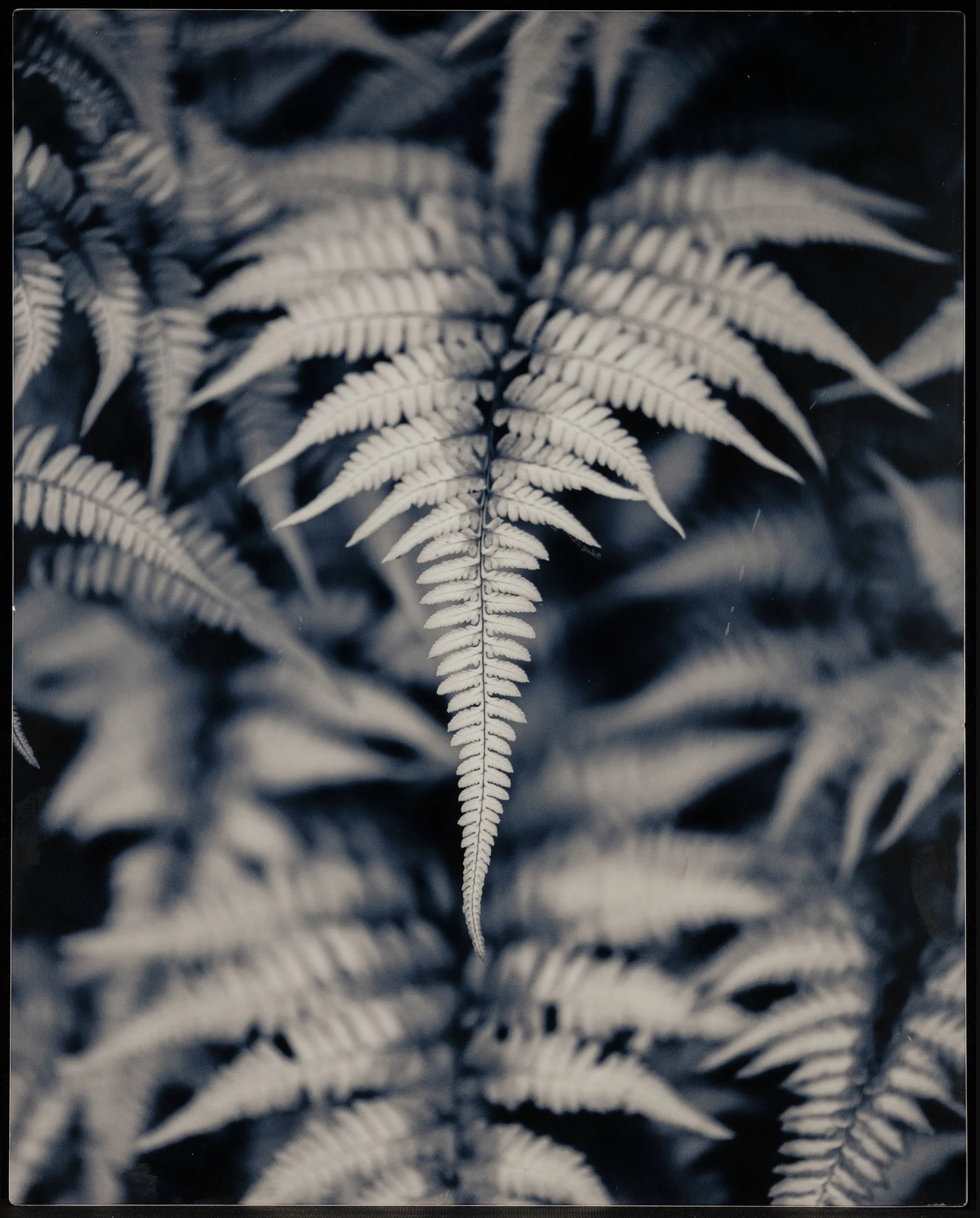 Michaels 1 Fern front uncropped copy.jpg