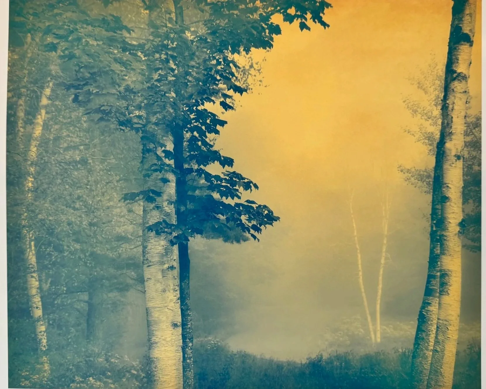 Joyce Tenneson, Sacre Bleu Series, Birches, AP, 2024, Inkjet Print, 19.5 × 13 inches, $1,900.