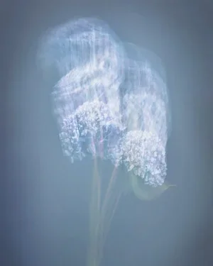 Joyce Tenneson, Blue Hydrangeas, 1/10, 2021, Inkjet print, 22 x 17 inches, $1,900.