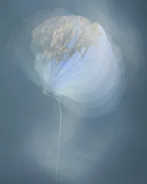 Joyce Tenneson, Hydrangea Petal, 1/10, 2021, Inkjet print, 22 x 17 inches, $1,900.