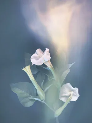 Joyce Tenneson, Angel Trumpet, 1/10, 2021, Inkjet print, 22 x 17 inches, $1,900.