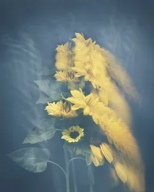 Joyce Tenneson, Sunflower In Motion, 1/10, 2021, Inkjet print, 22 x 17 inches, $1,900.