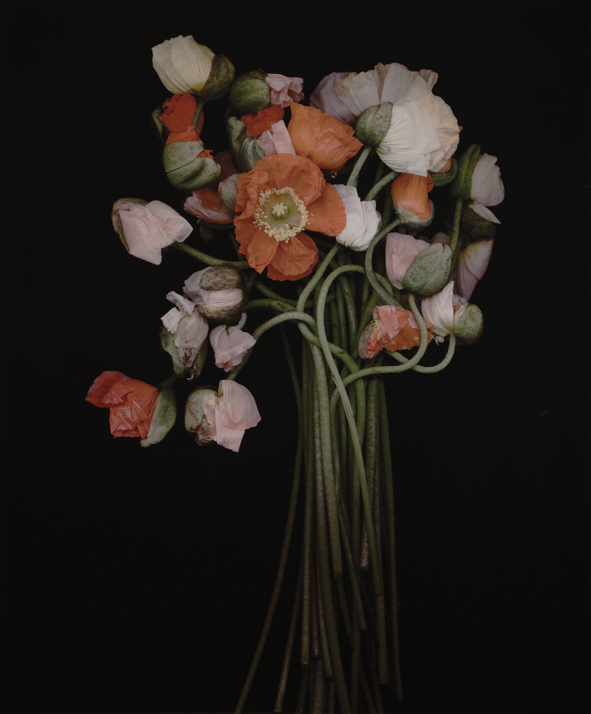 Joyce Tenneson, Poppies, 2007, Inkjet print, 22 x 19 inches (framed), $ 3,000.