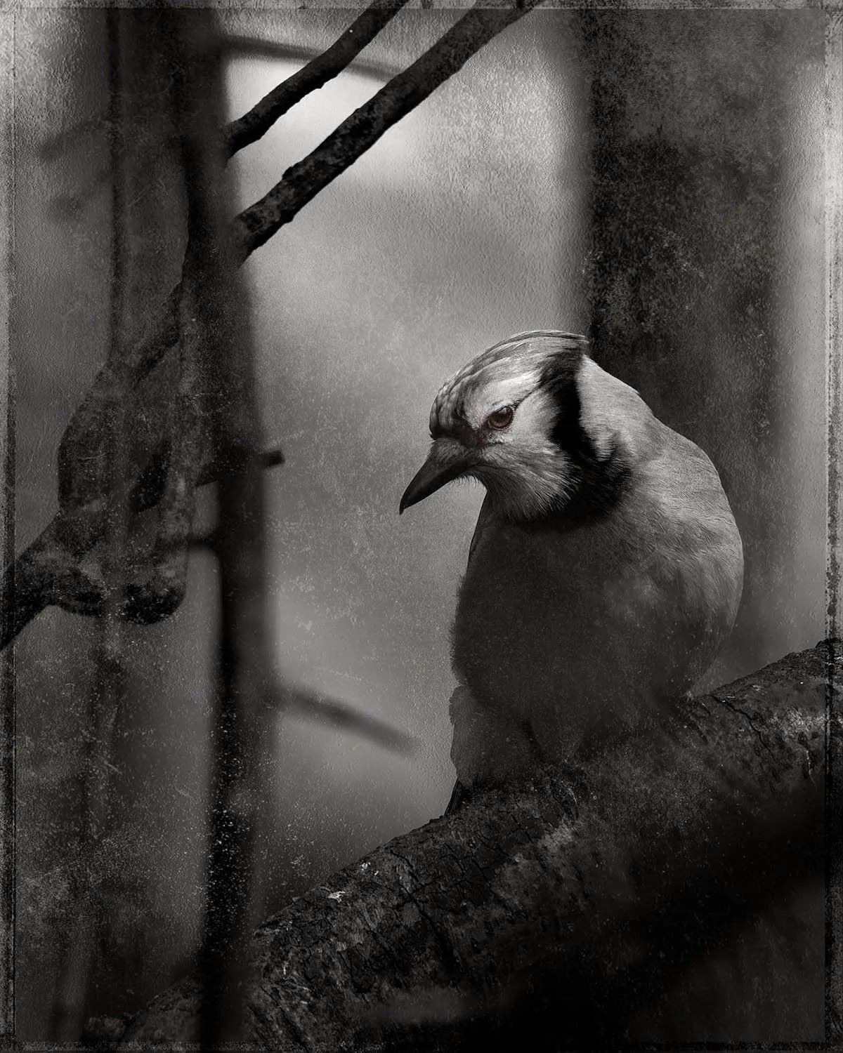 Robert David Atkinson, The Beautiful Jay