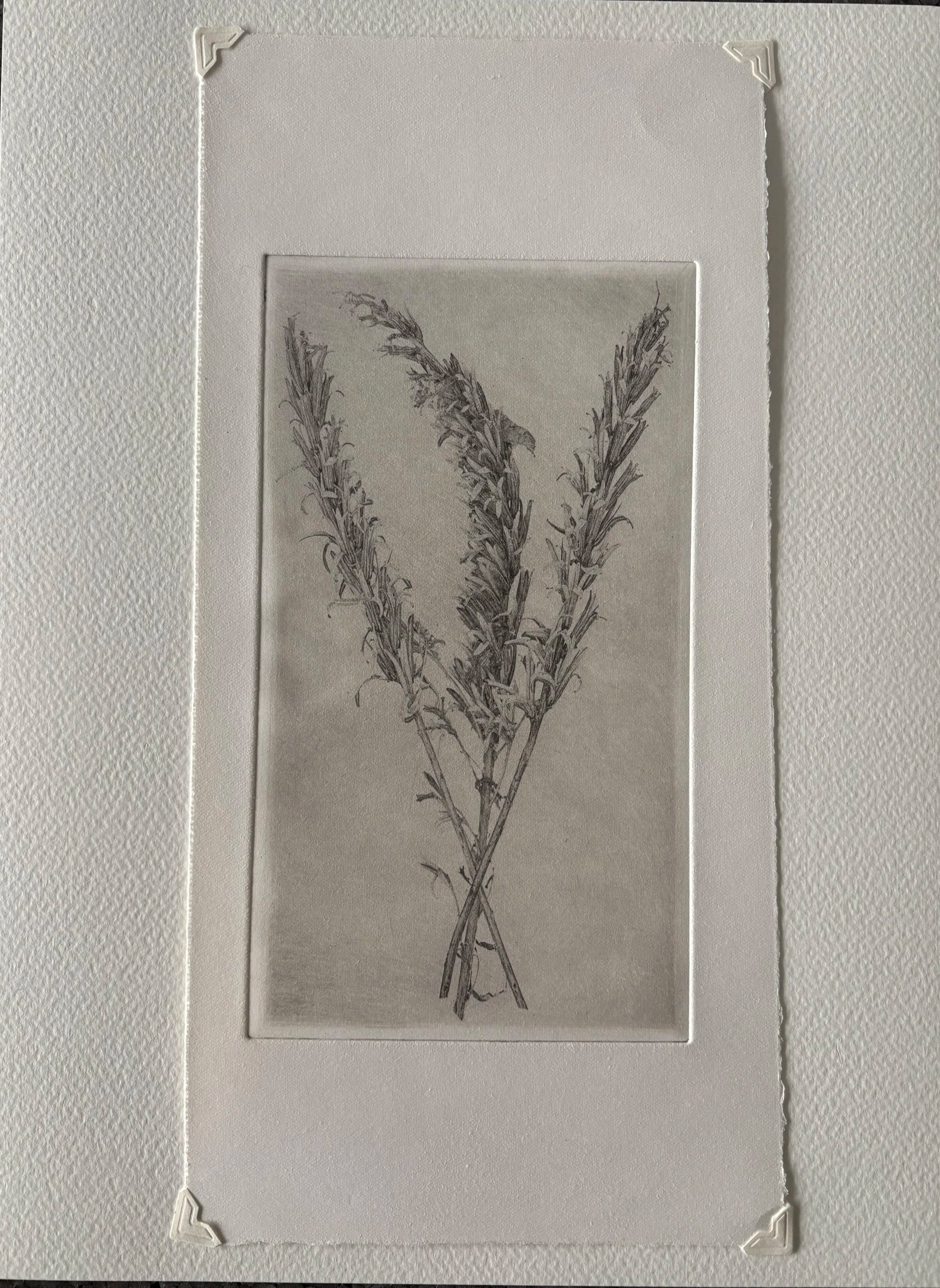 Jack Montgomery, Botanical #1