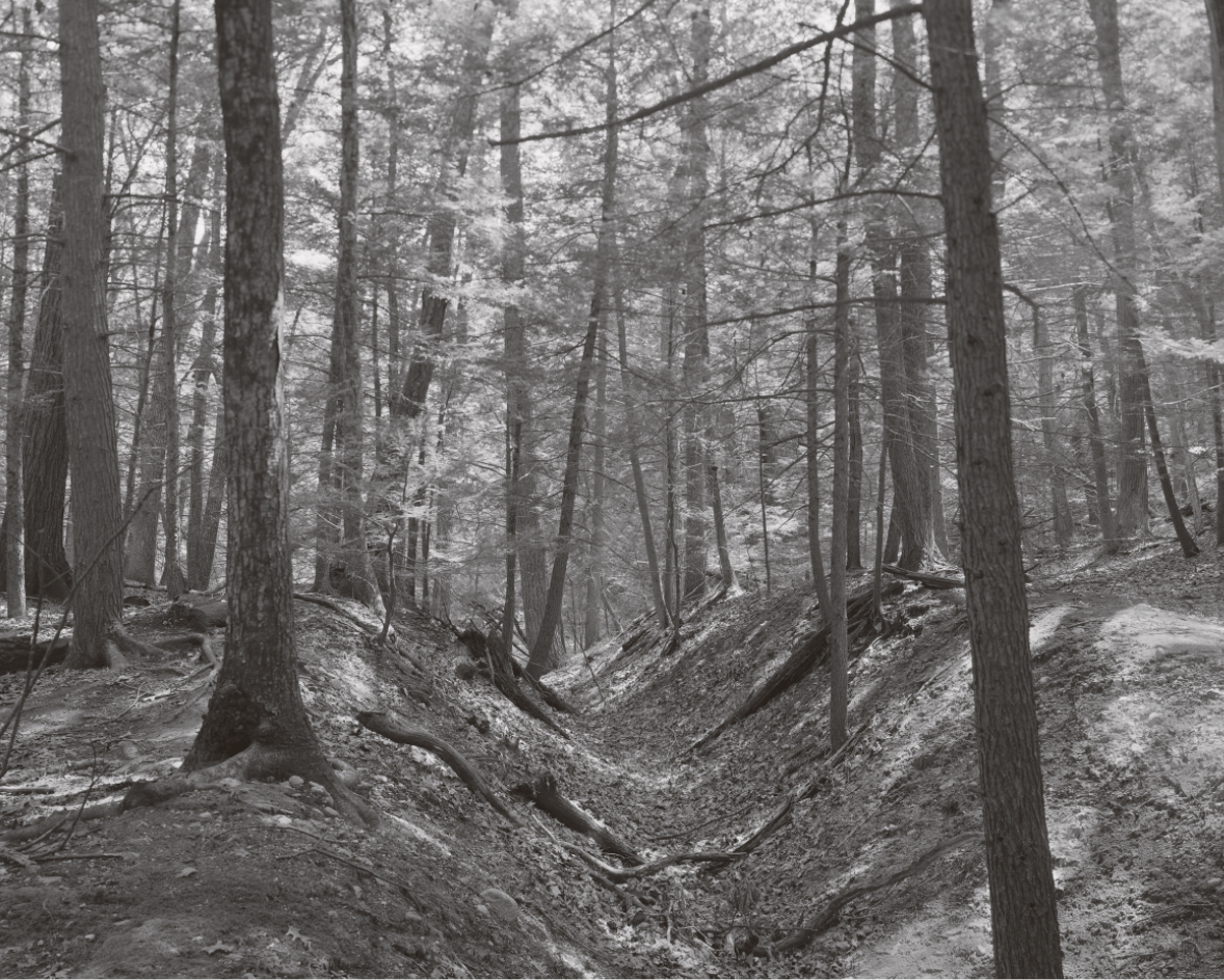 Scott Offen, Forest Ravine