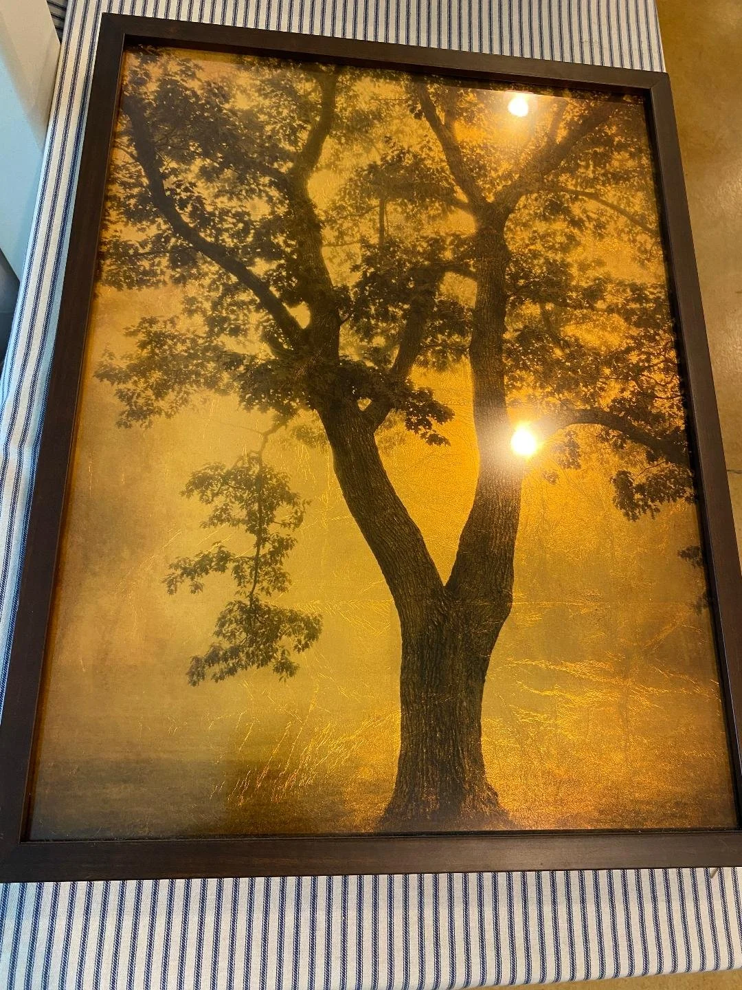 Joyce Tenneson - Tree, Cushing, Maine