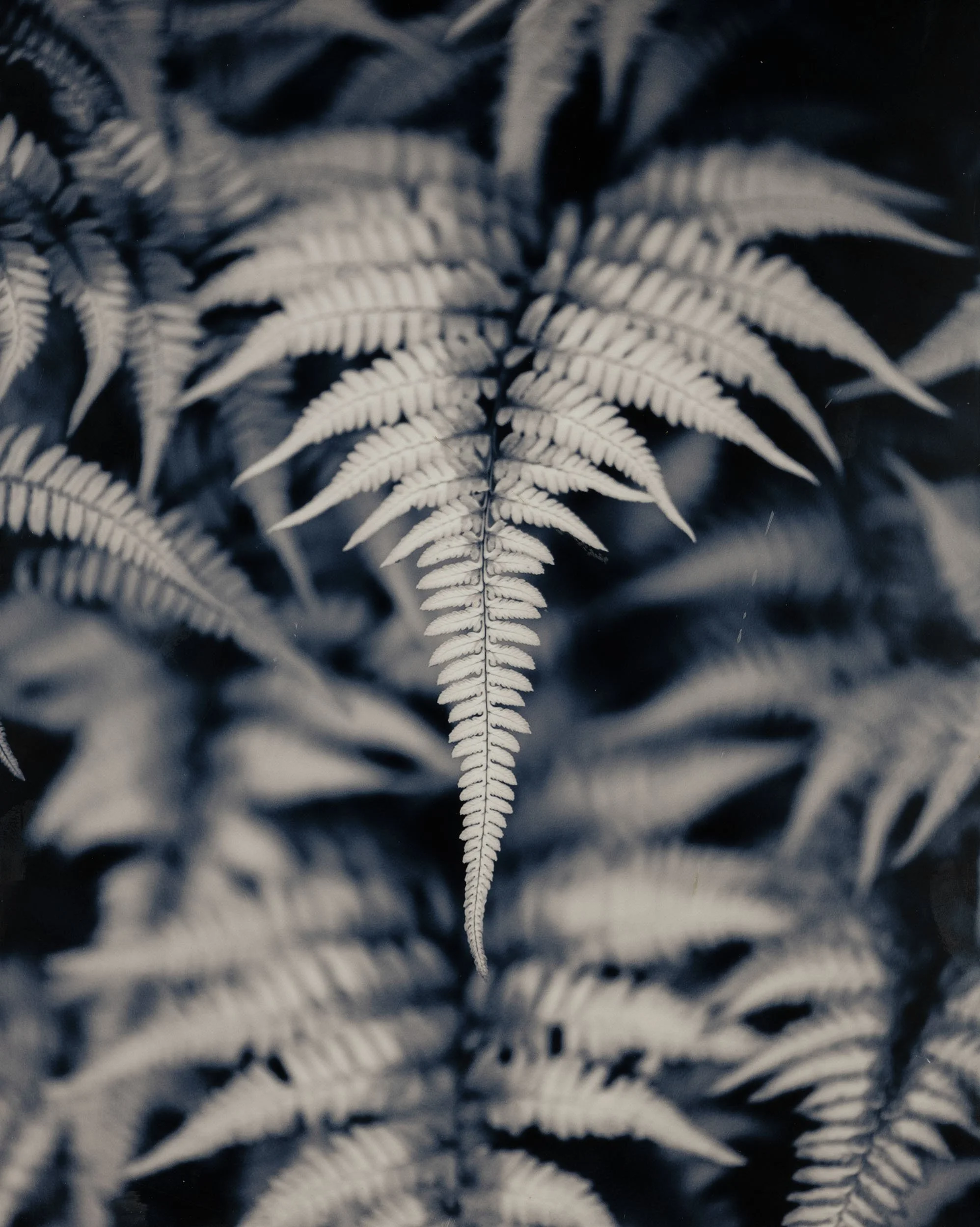 Michaels 1 Fern front copy.jpg