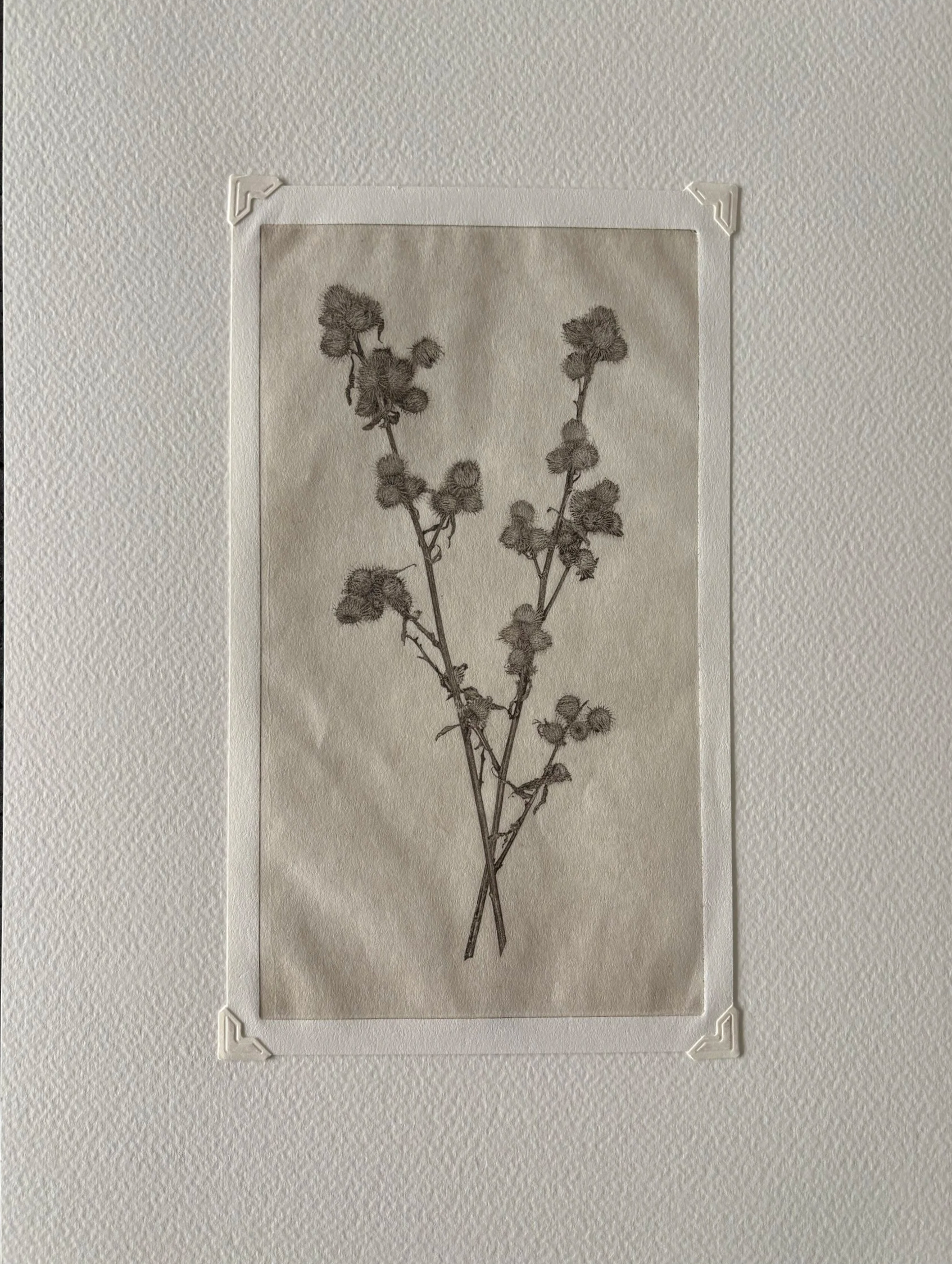 Jack Montgomery, Spikey Flower