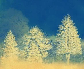 tenneson_Radiant Trees_2024.jpeg