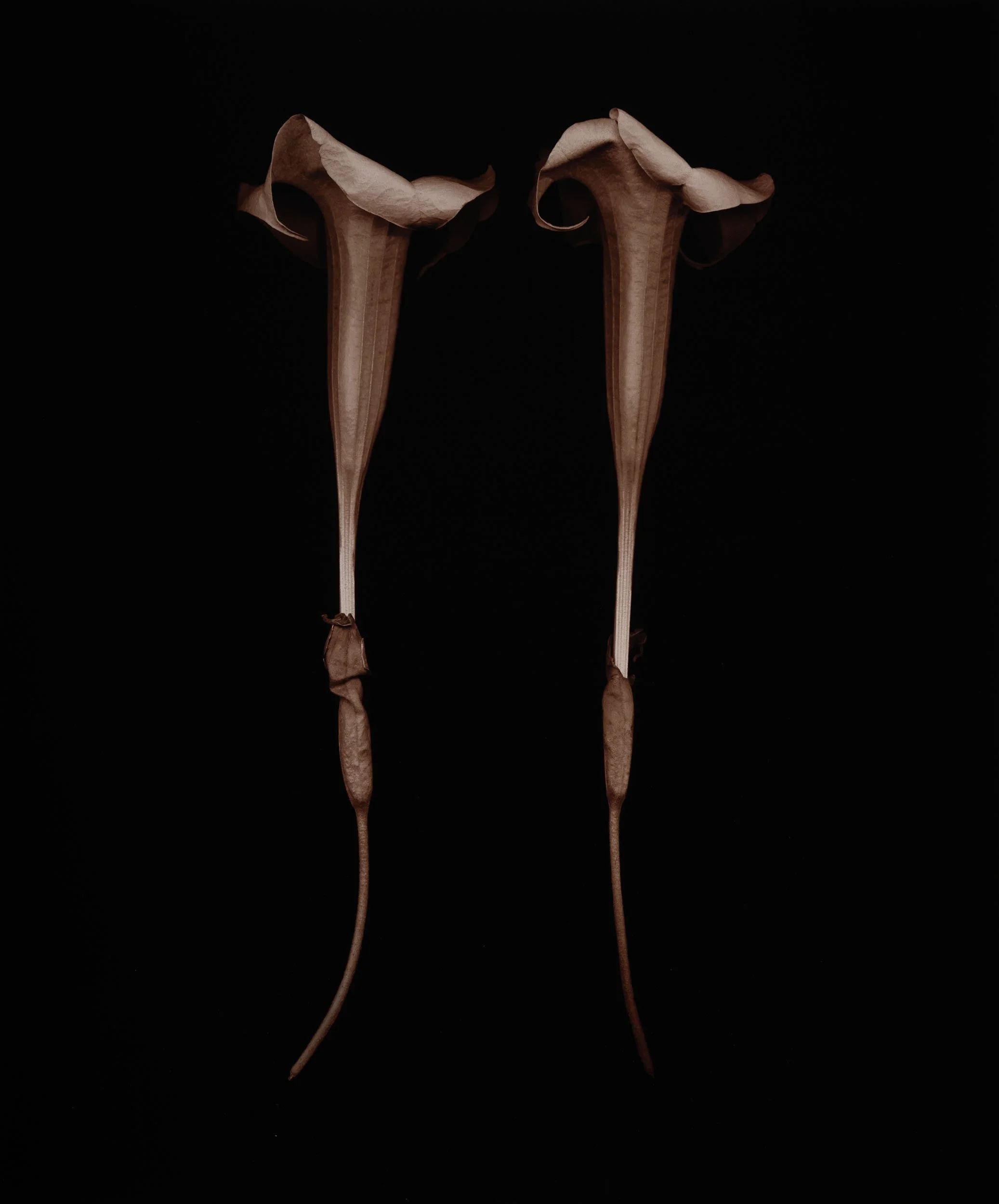 Joyce Tenneson, Angels Trumpet