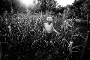 Barbara Peacock, Corn Field