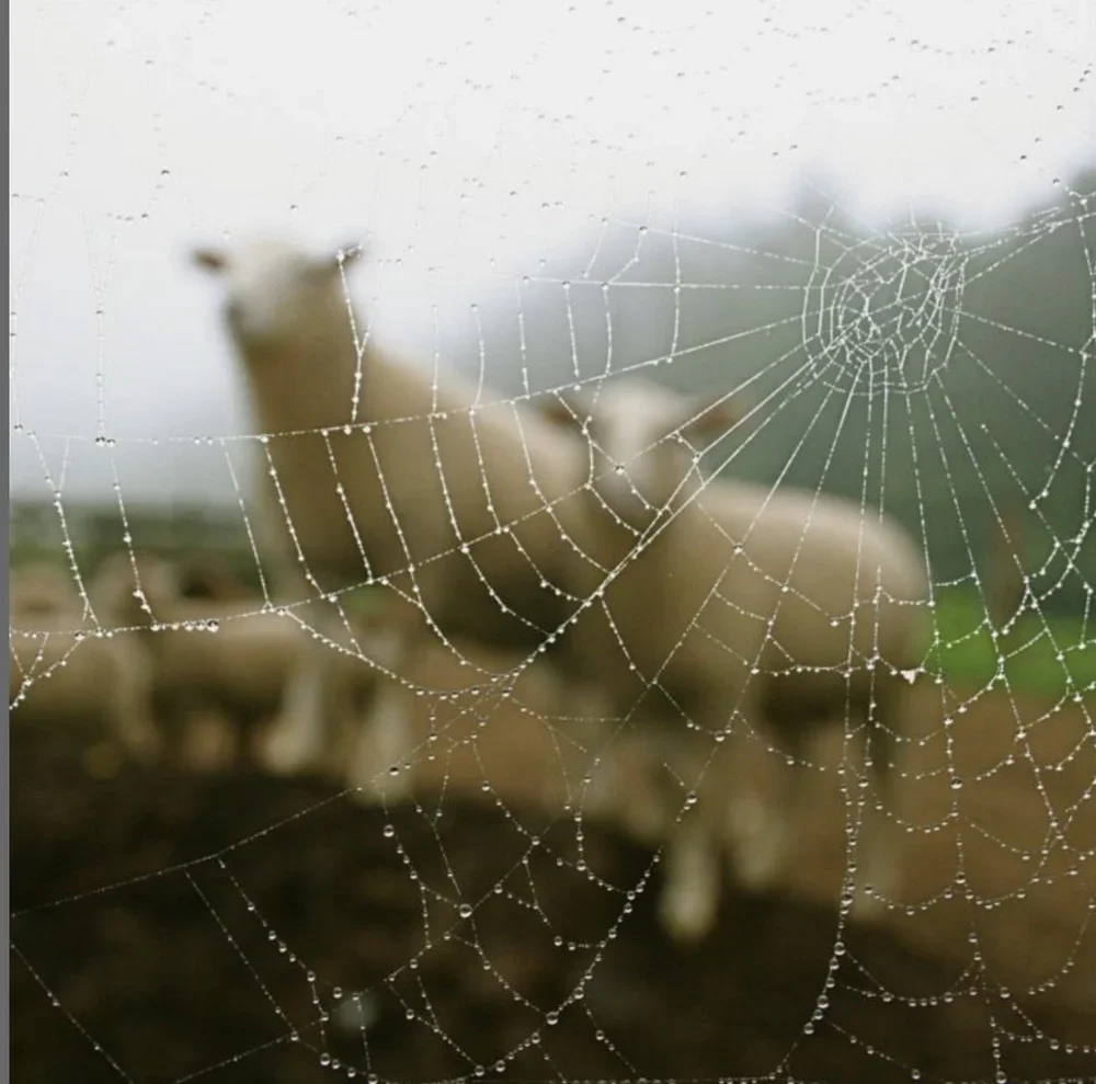 Jean Noon, Noon Web Lambs 2