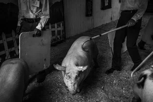 Barbara Peacock, Pig Competition