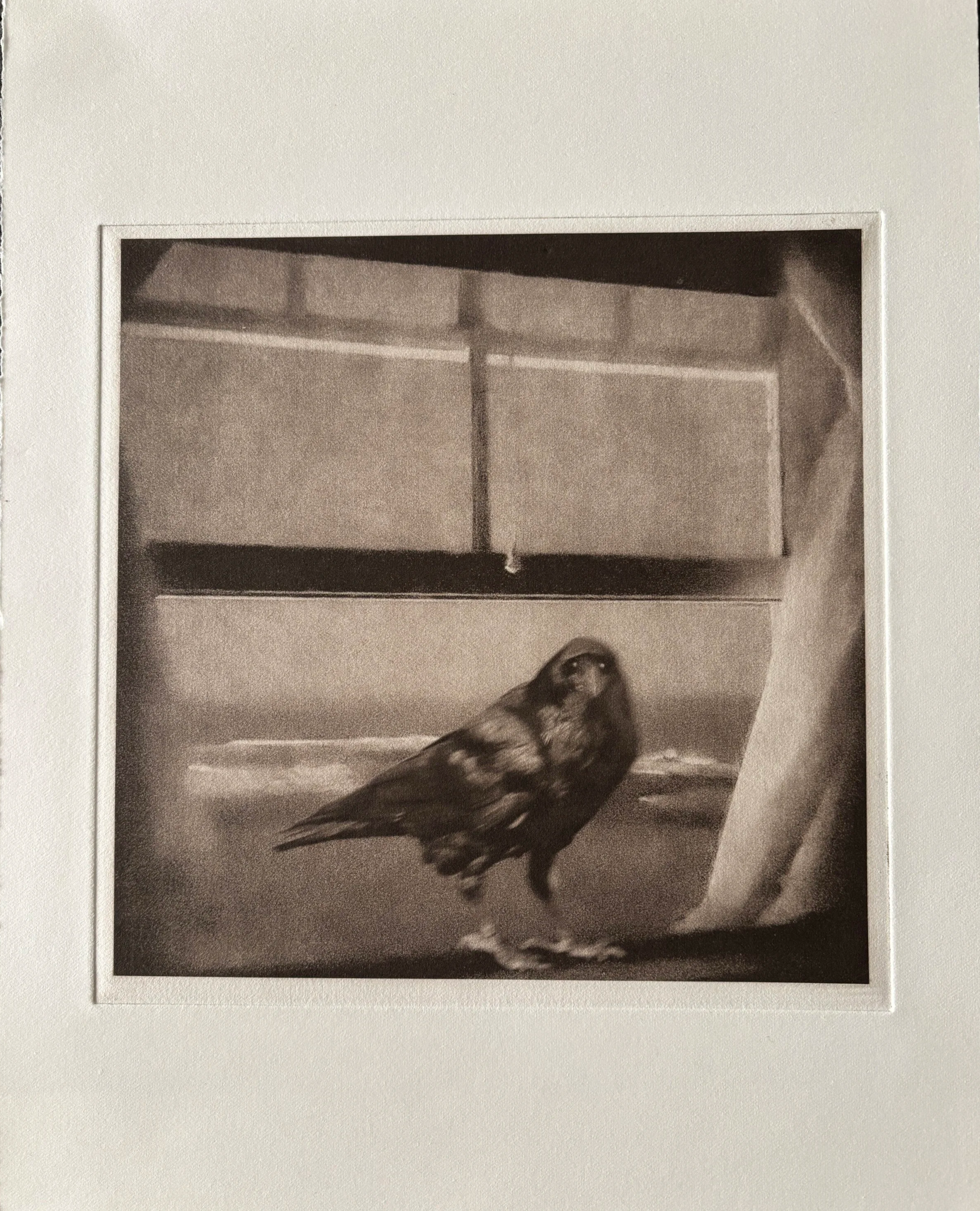 Jack Montgomery, Raven - Peaks Island