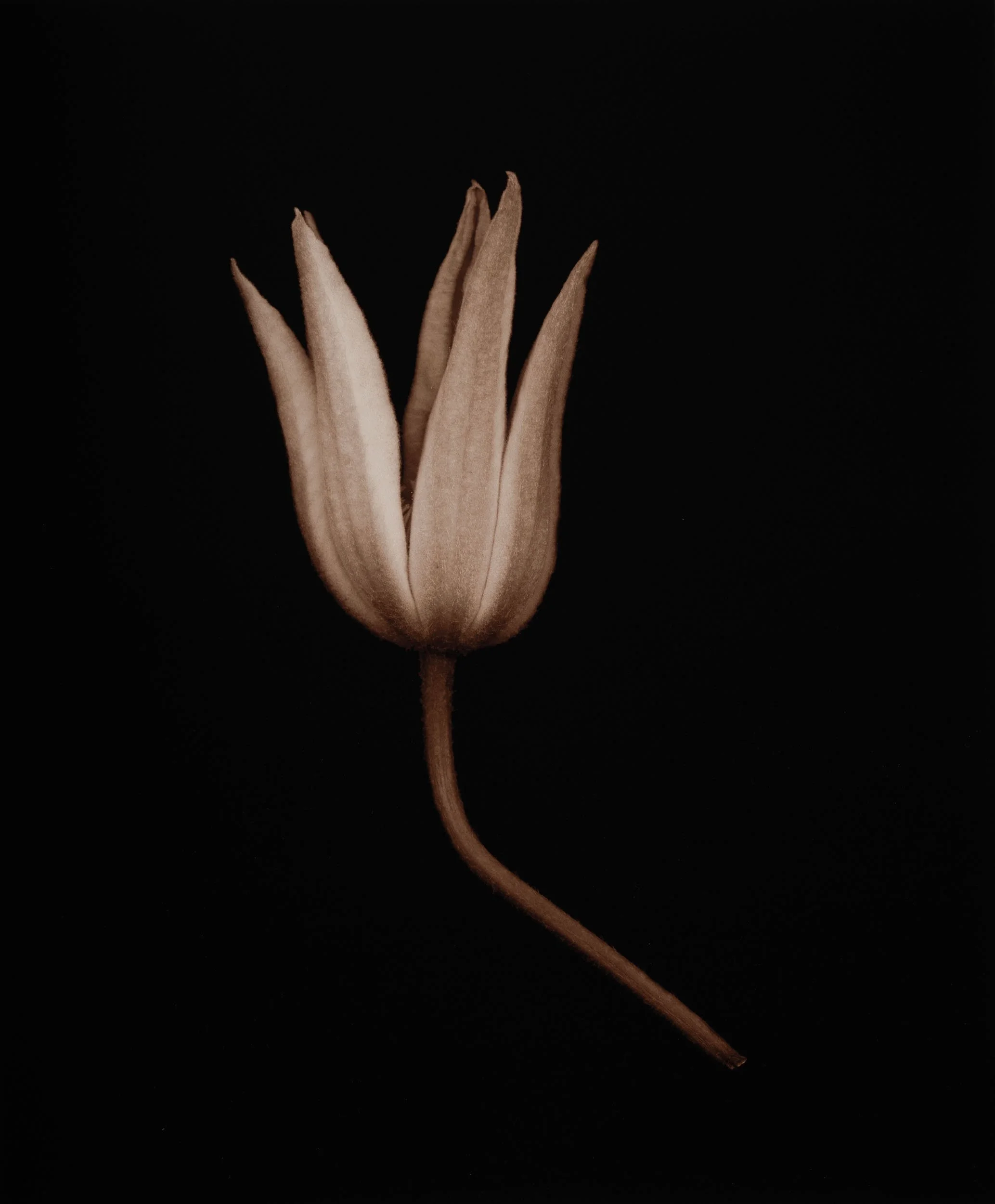 Joyce Tenneson, Untitled Flower's 3