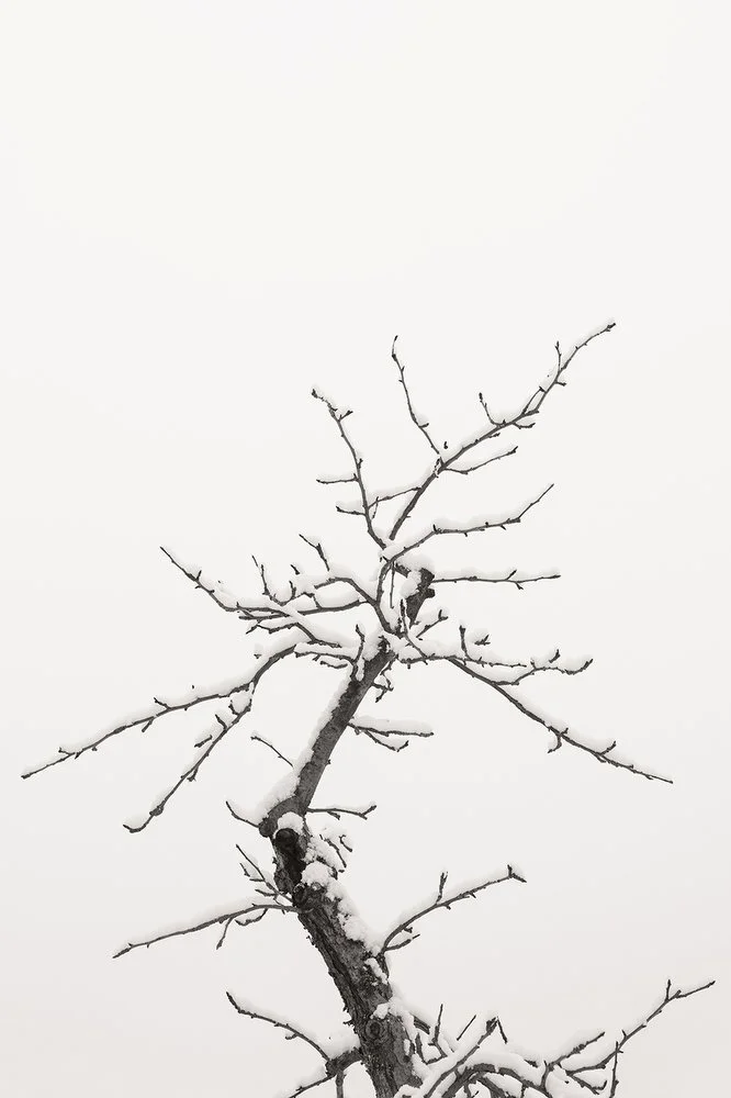 Harasimowicz_Winter_Calligraphy.jpg