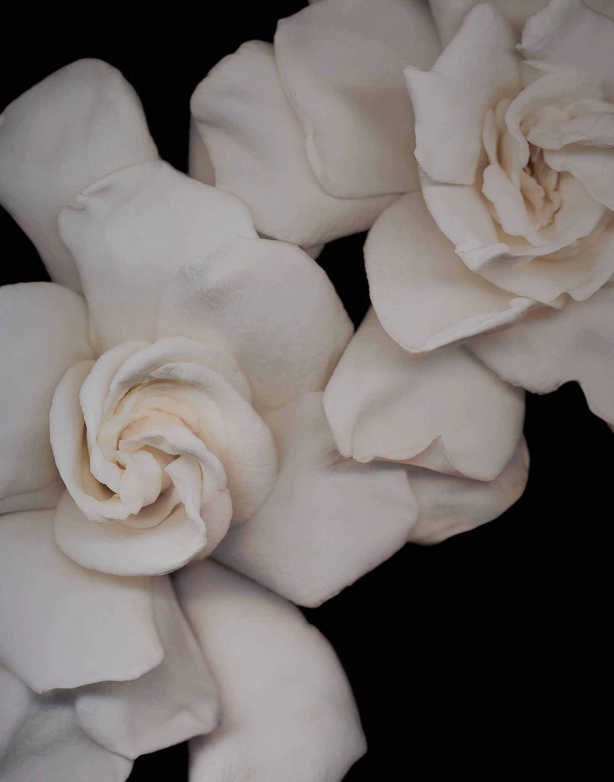 Joyce Tenneson, Untitled Flower's 1