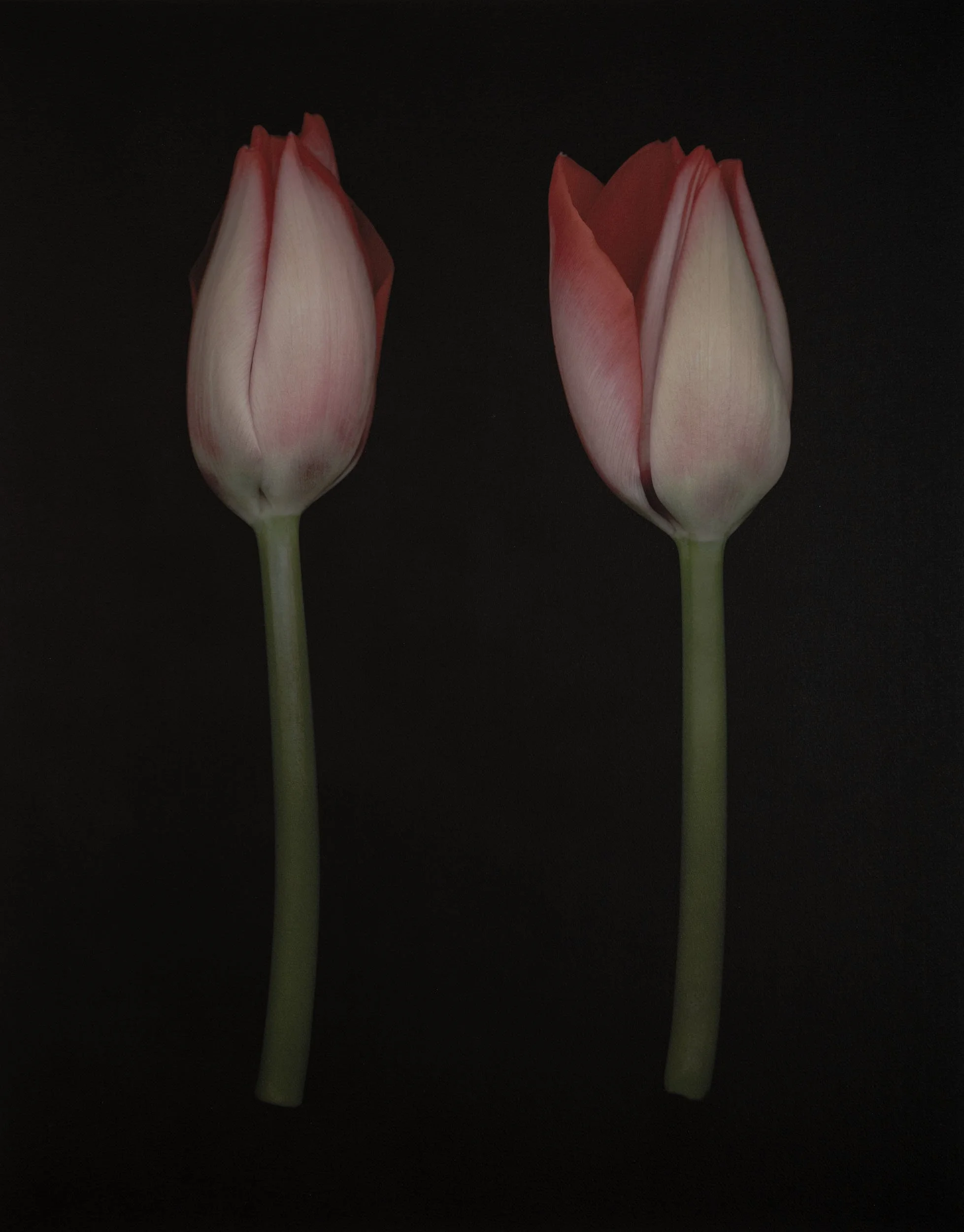 Joyce Tenneson, Tulips