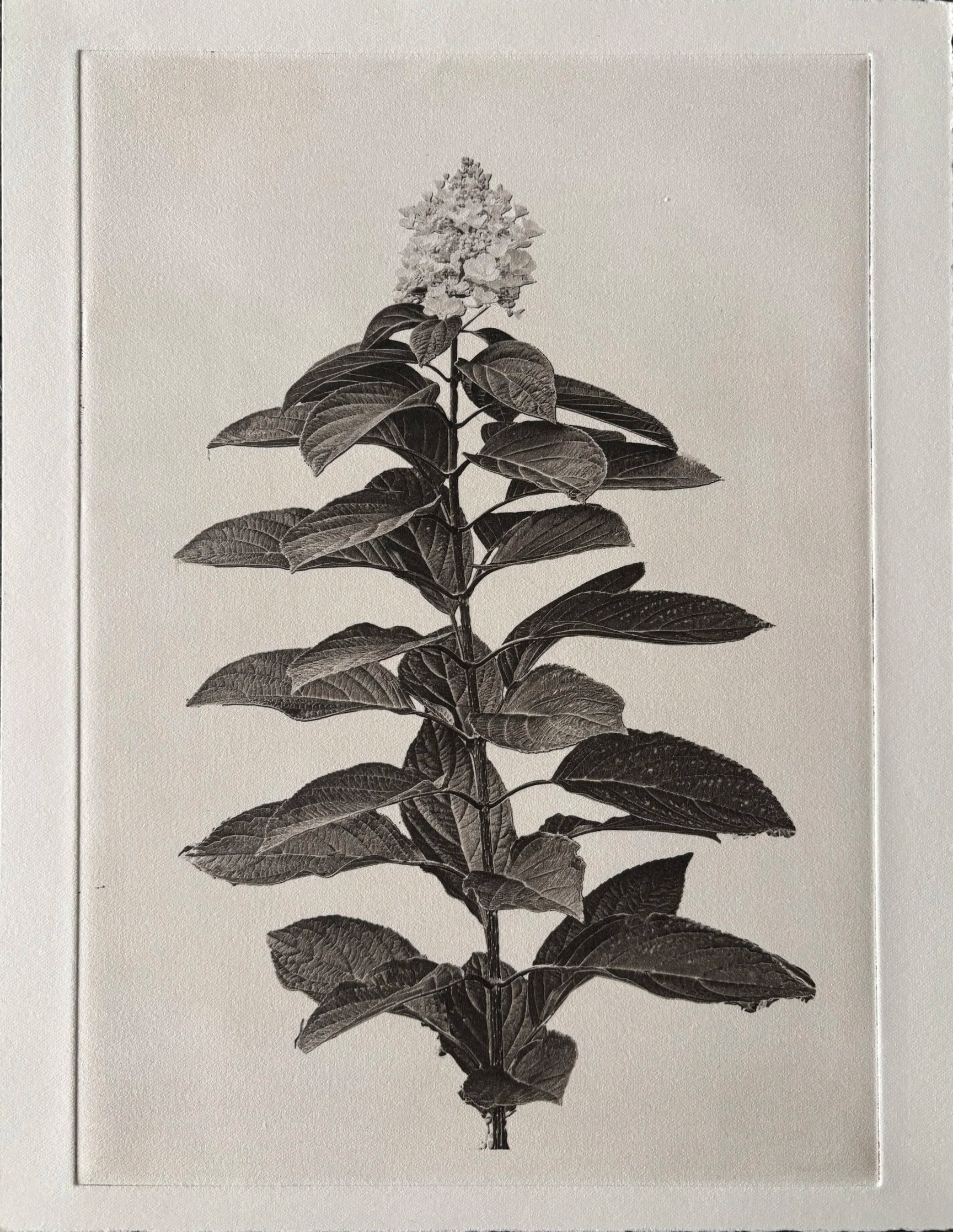 Jack Montgomery, Botanical 22 - A