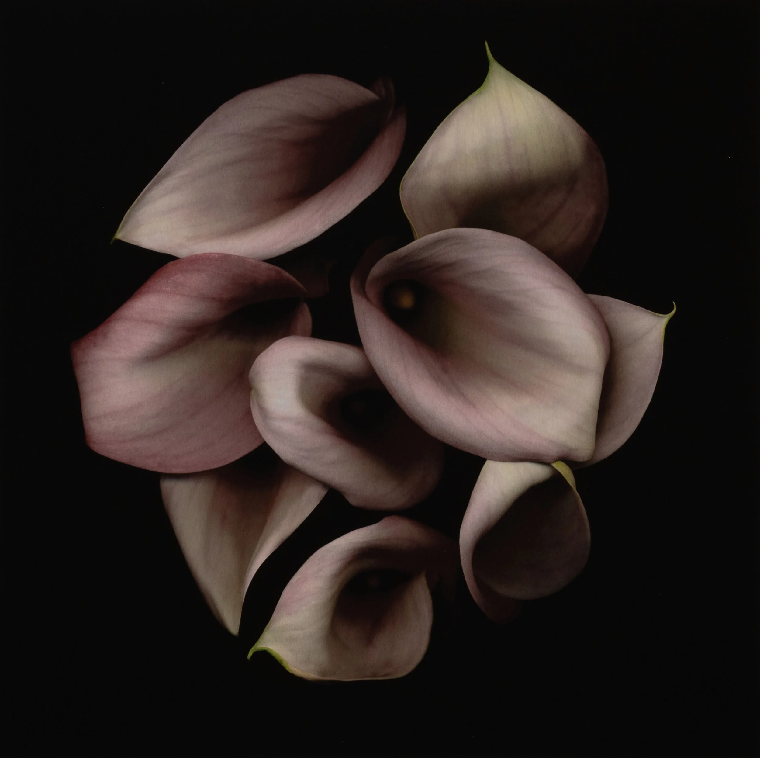 Joyce Tenneson, Untitled Flower's 8