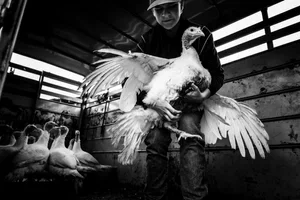 Barbara Peacock, Butchering Day