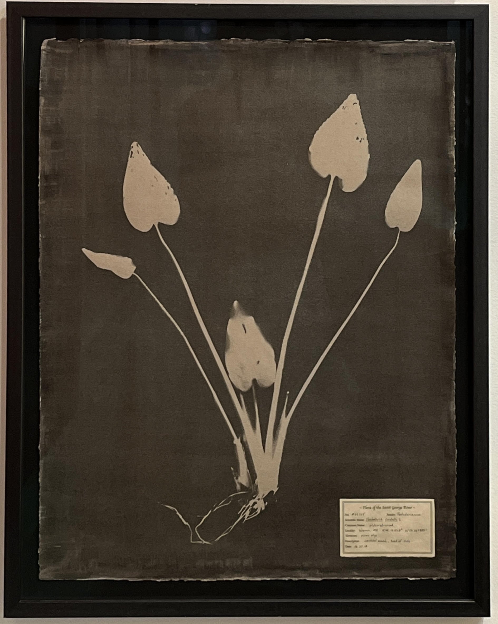 DM Witman, #00105 Pontederia cordata