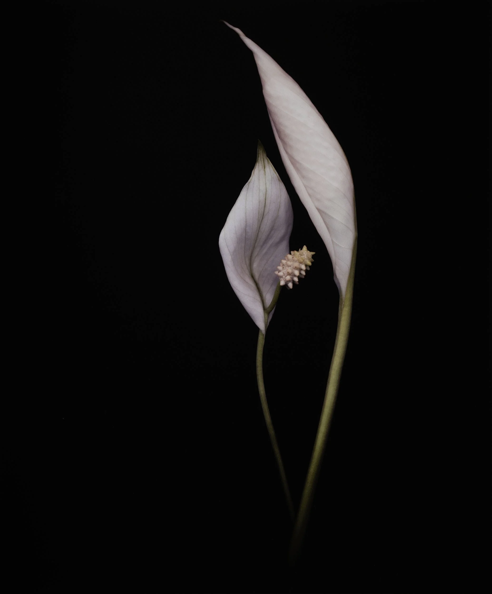 Joyce Tenneson, Untitled Flower's 6