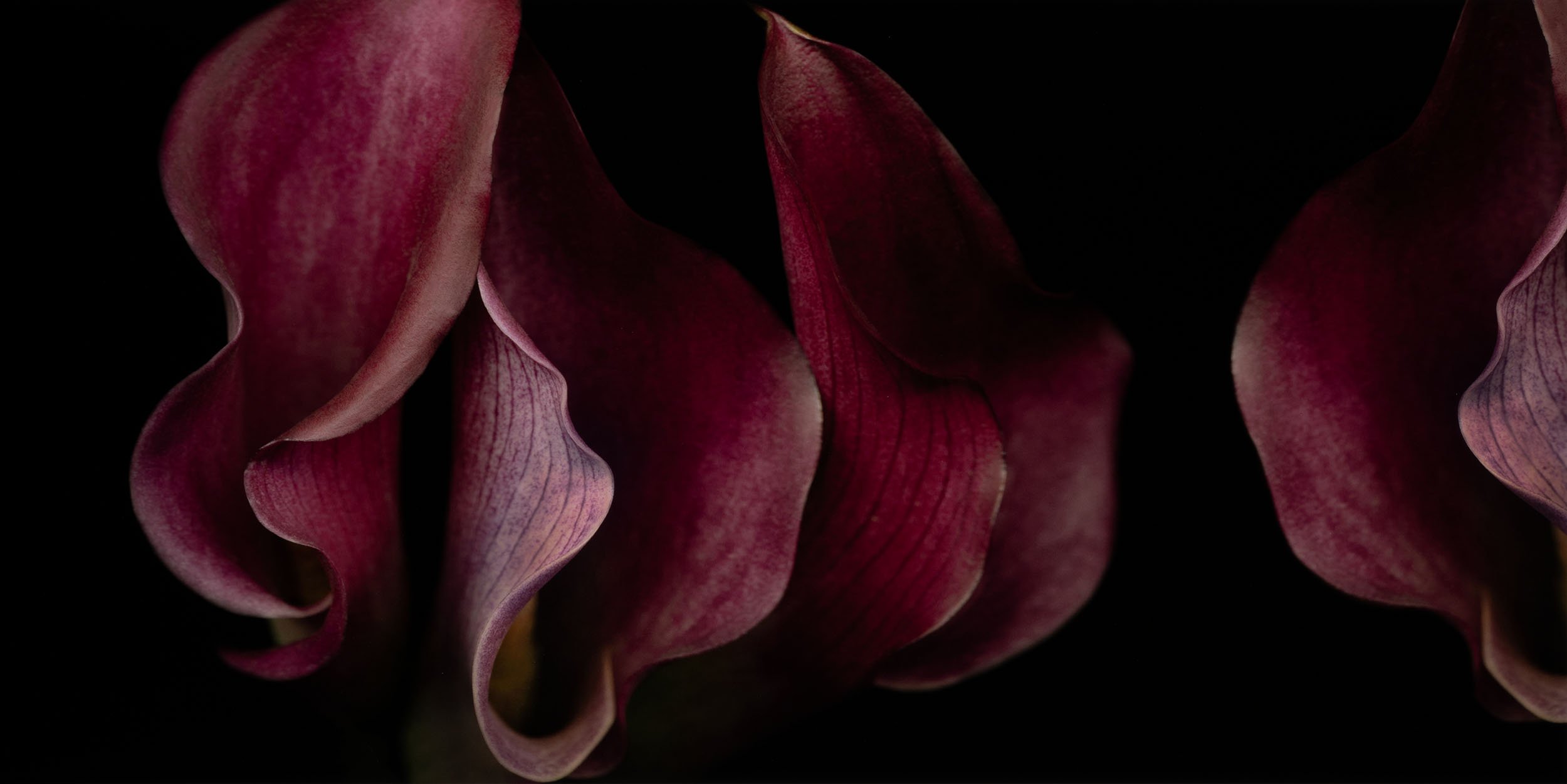 Joyce Tenneson, Untitled Flower's 7