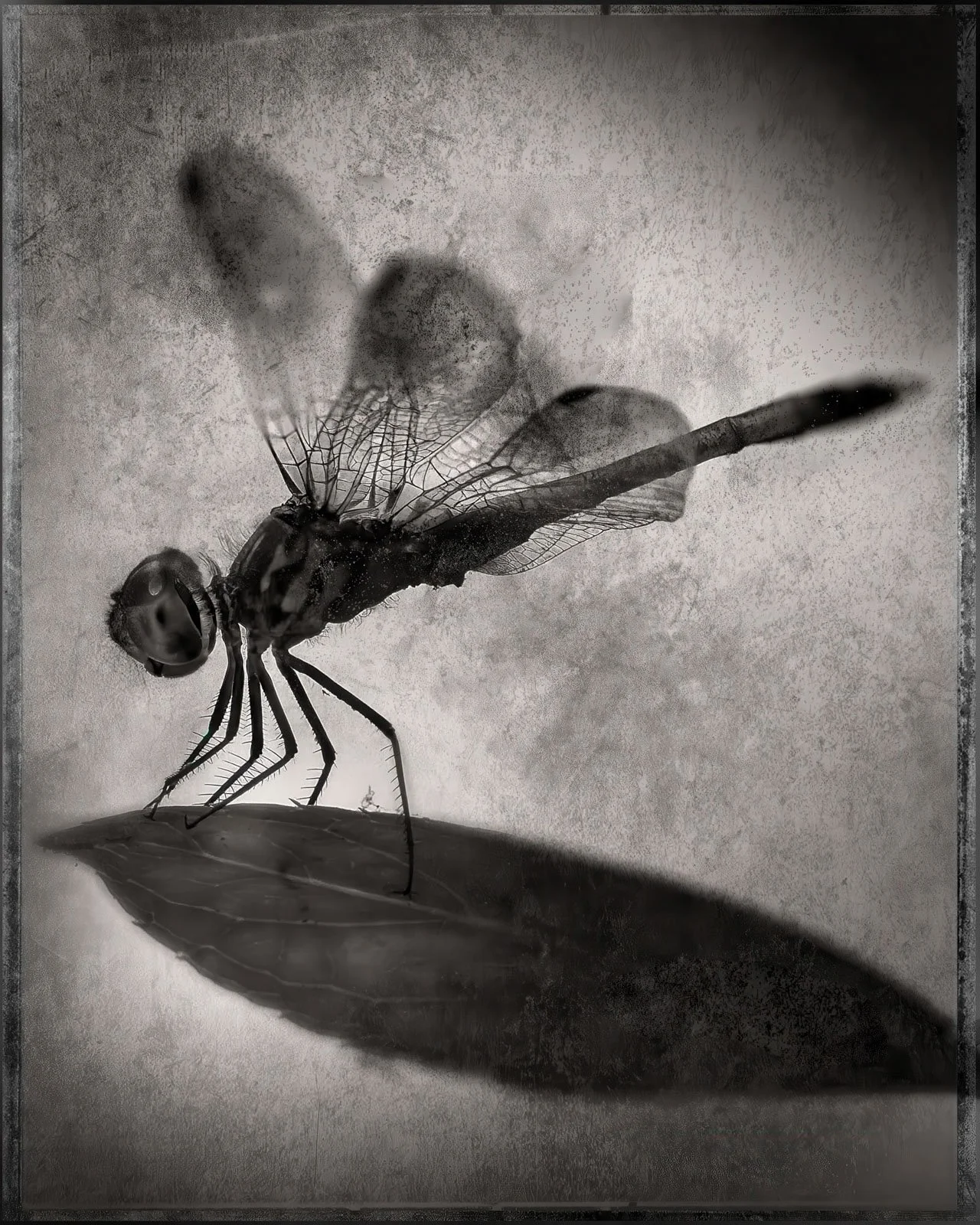 Robert David Atkinson, The Last Leaf