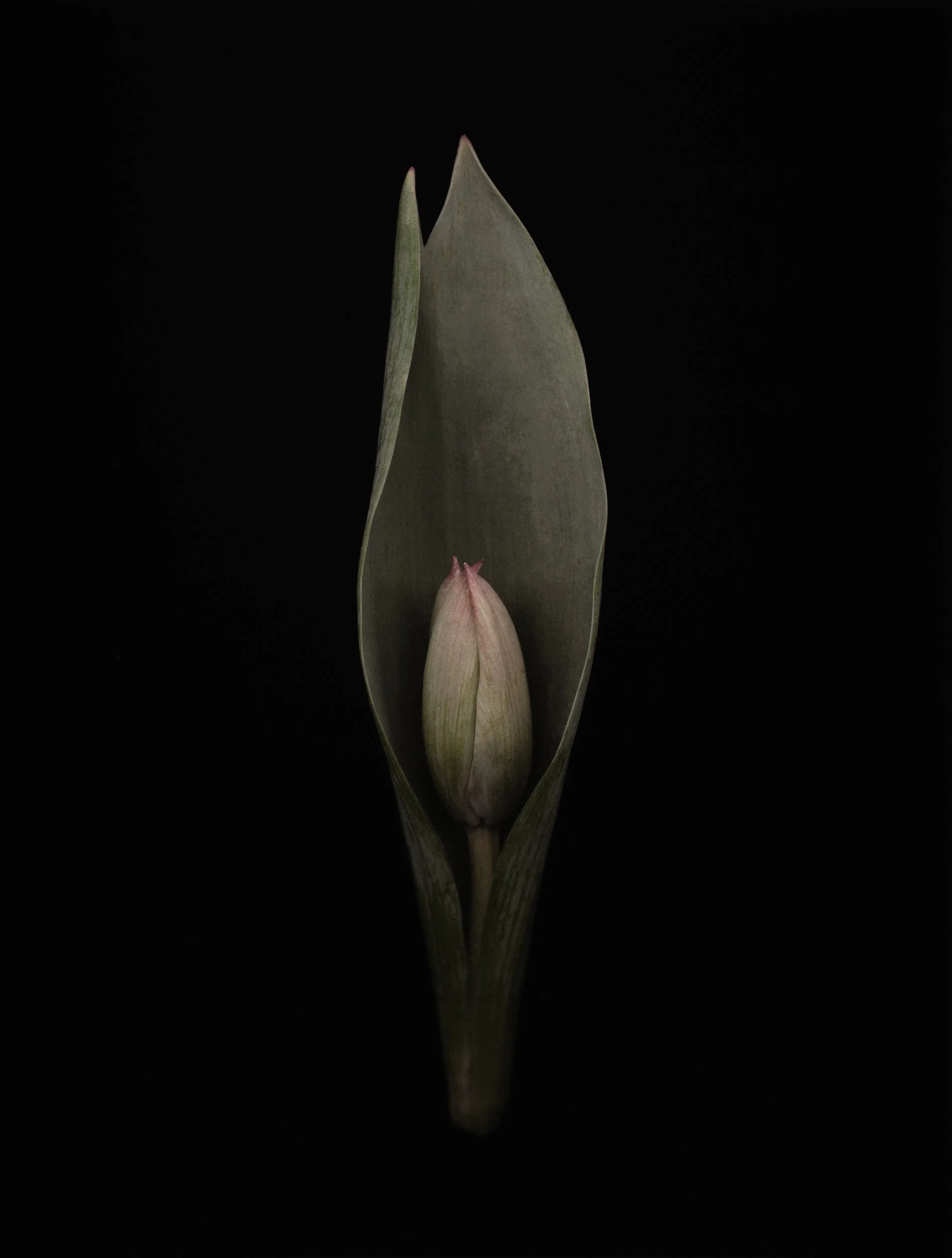 Joyce Tenneson, Untitled Flower's 4