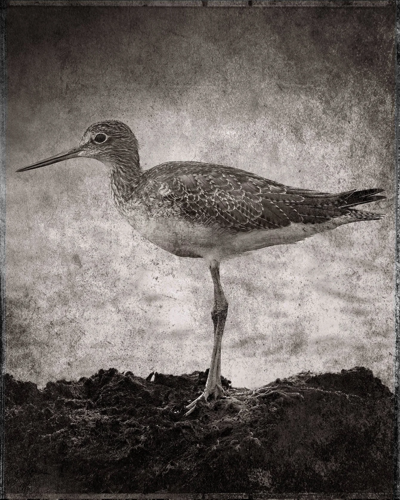 Robert David Atkinson, Yellow Legs