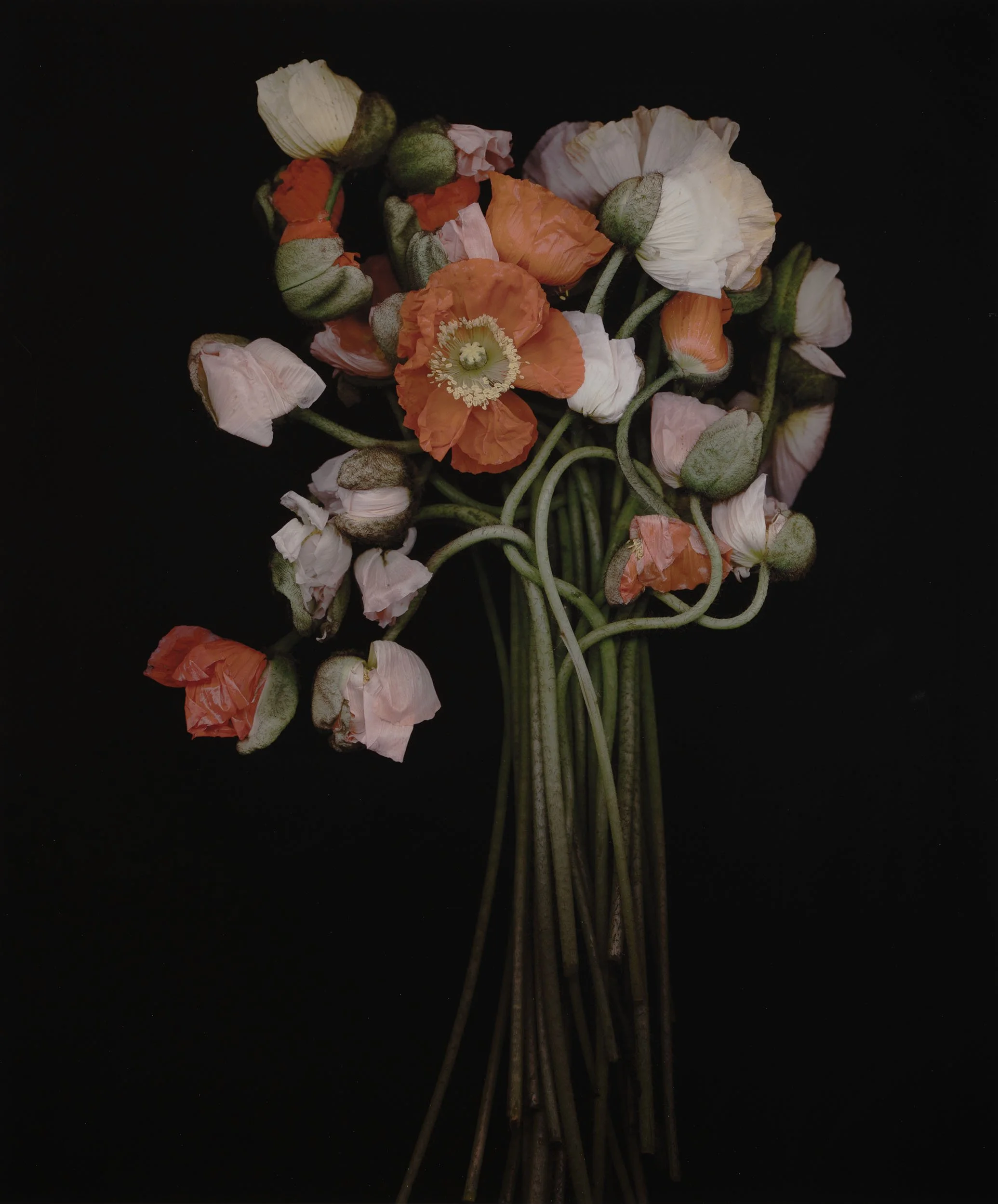 Joyce Tenneson, Poppy's